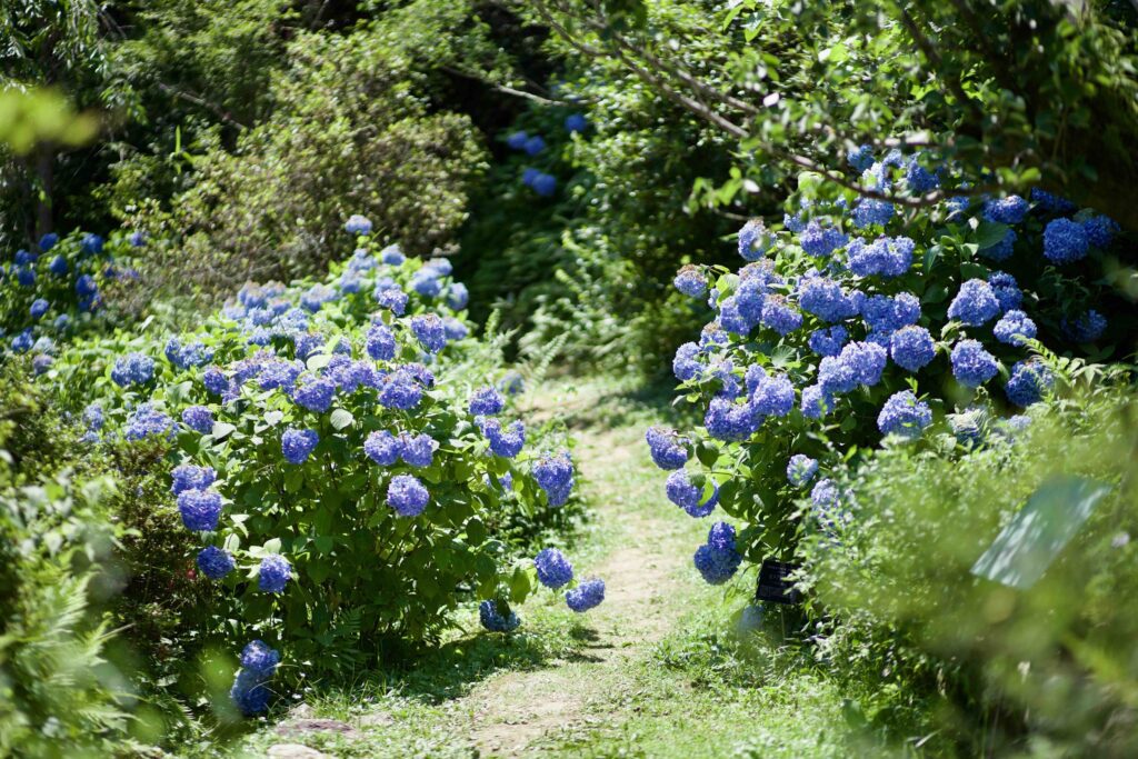 Makino Botanical Garden seasonal flowers