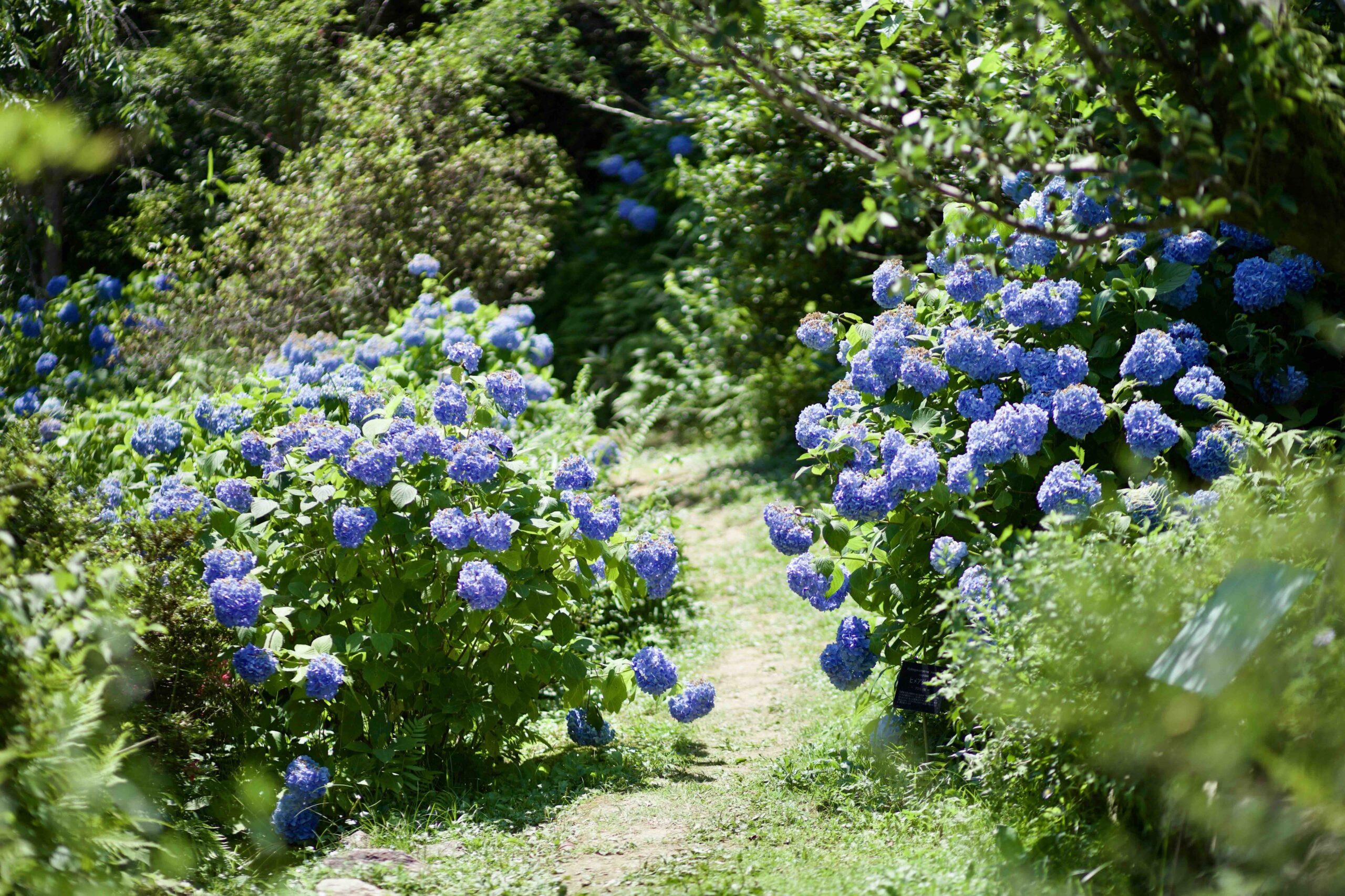 Makino Botanical Garden seasonal flowers