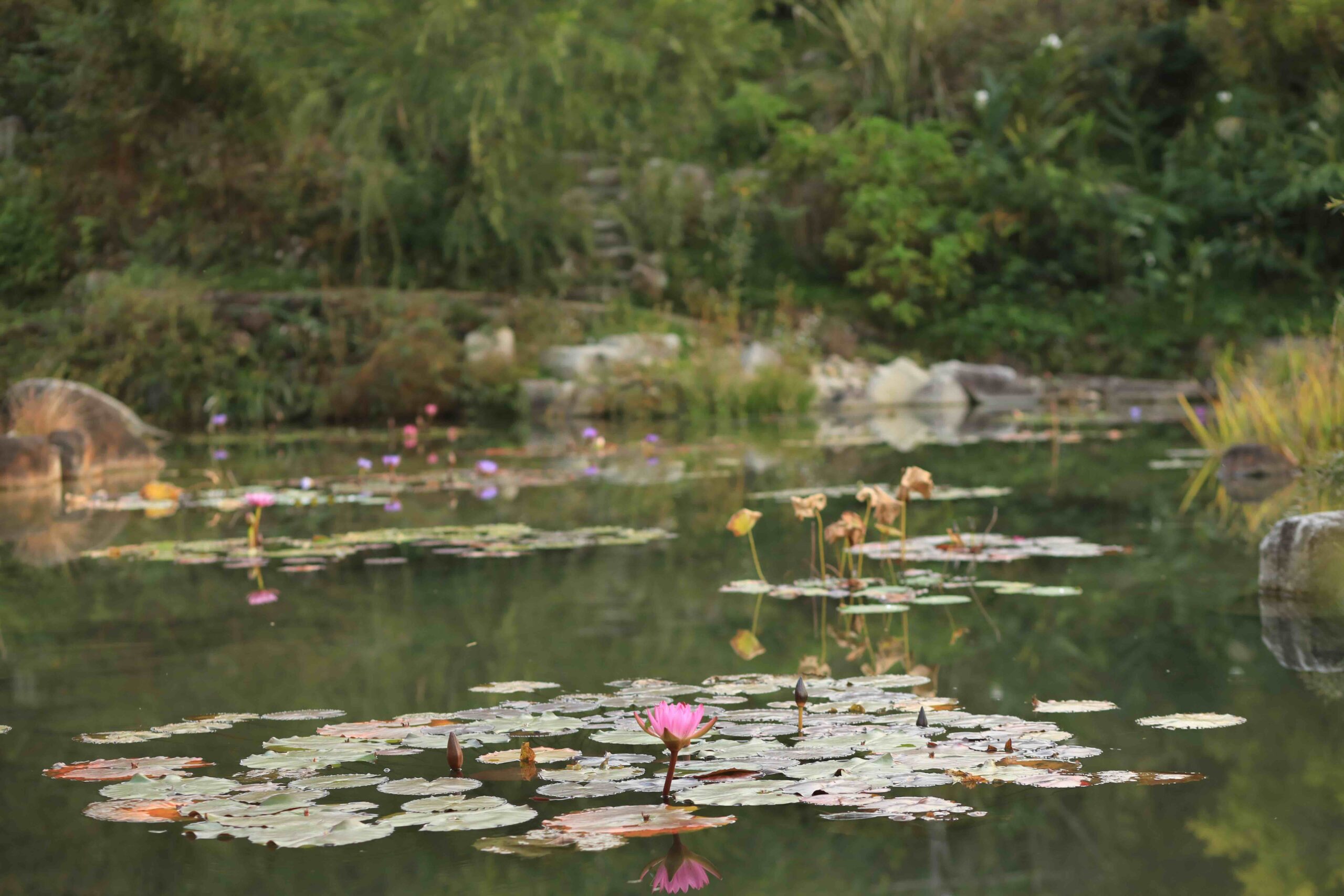 Monet Garden seasonal flowers