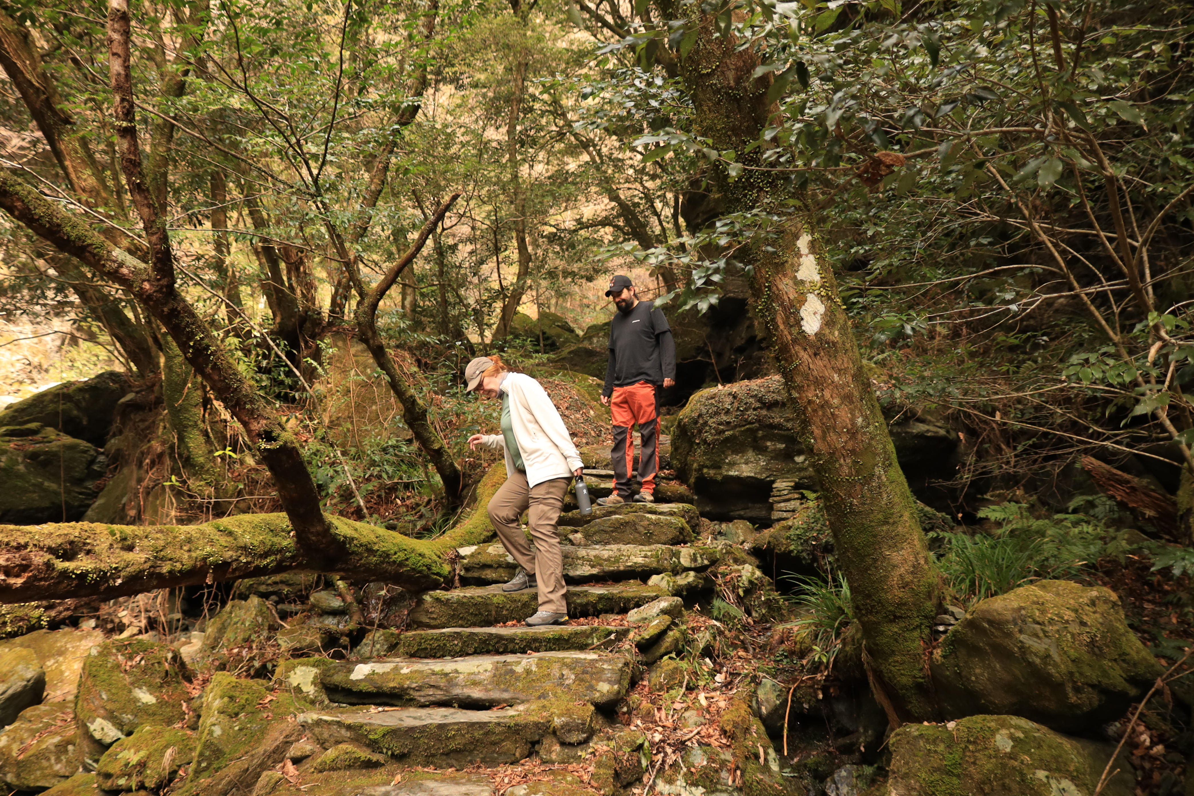 Guests carefully navigating moss-covered stone steps along the forest trail