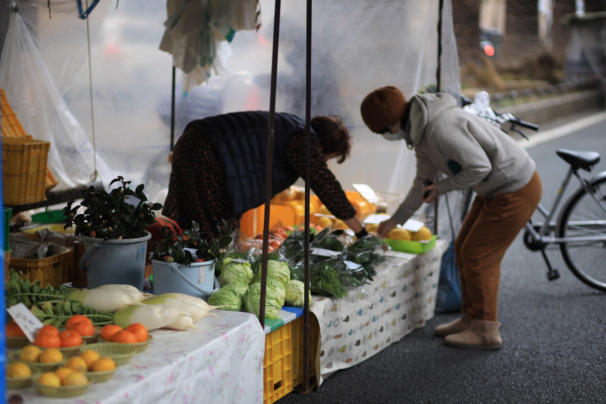 Tosa buntan citrus fruits with handwritten price sign 200 yen at Kochi Sunday Market