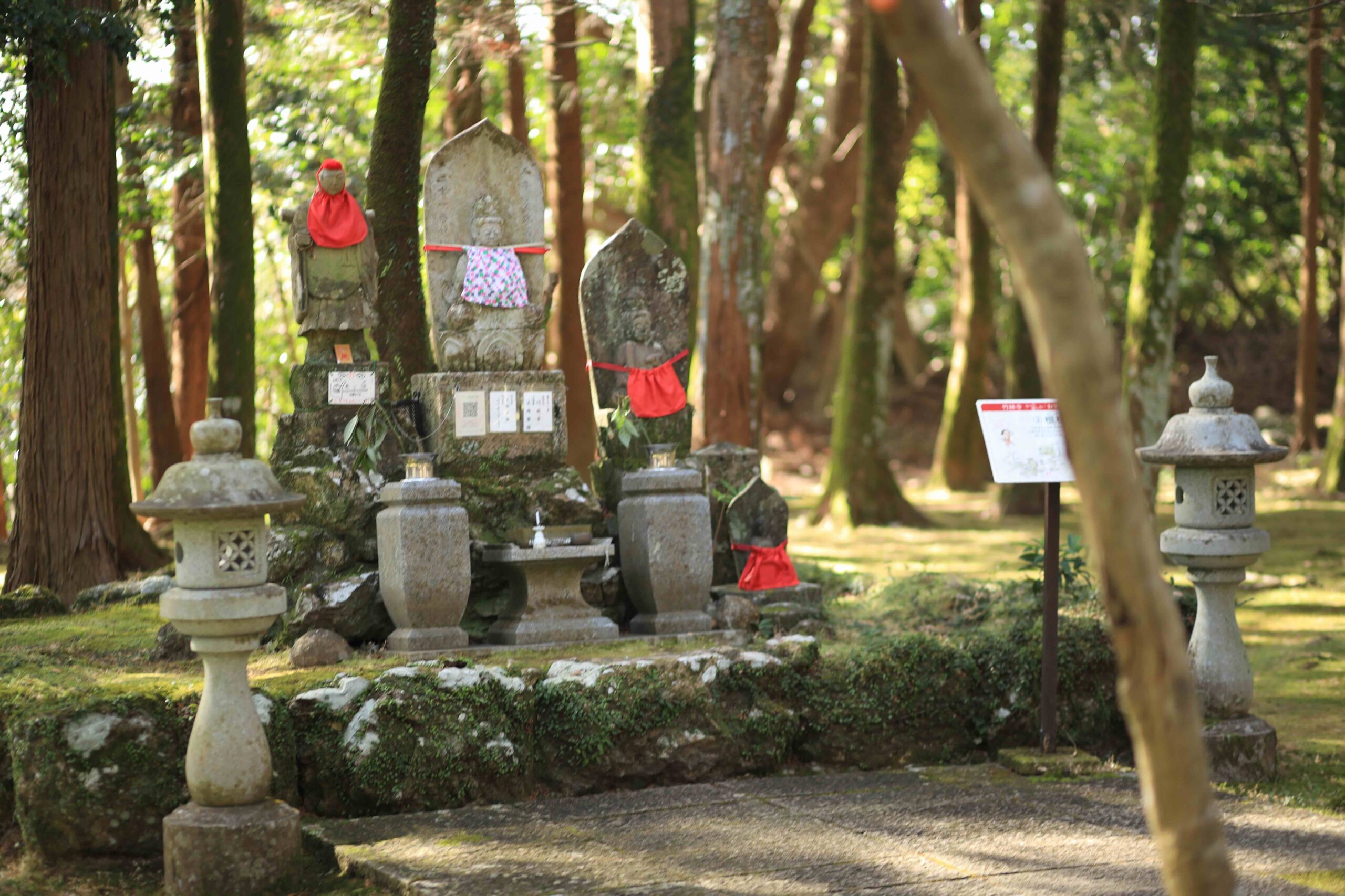 Weeping plum tree in bloom at Zenjibuji Temple, Temple 32 of the Shikoku Pilgrimage
