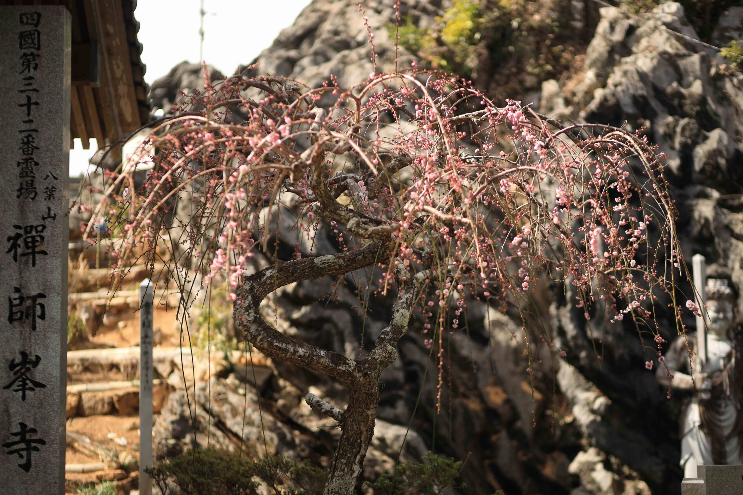 Two pilgrims in white hakui robes walking past early cherry blossoms on the Shikoku Pilgrimage trail in Kochi