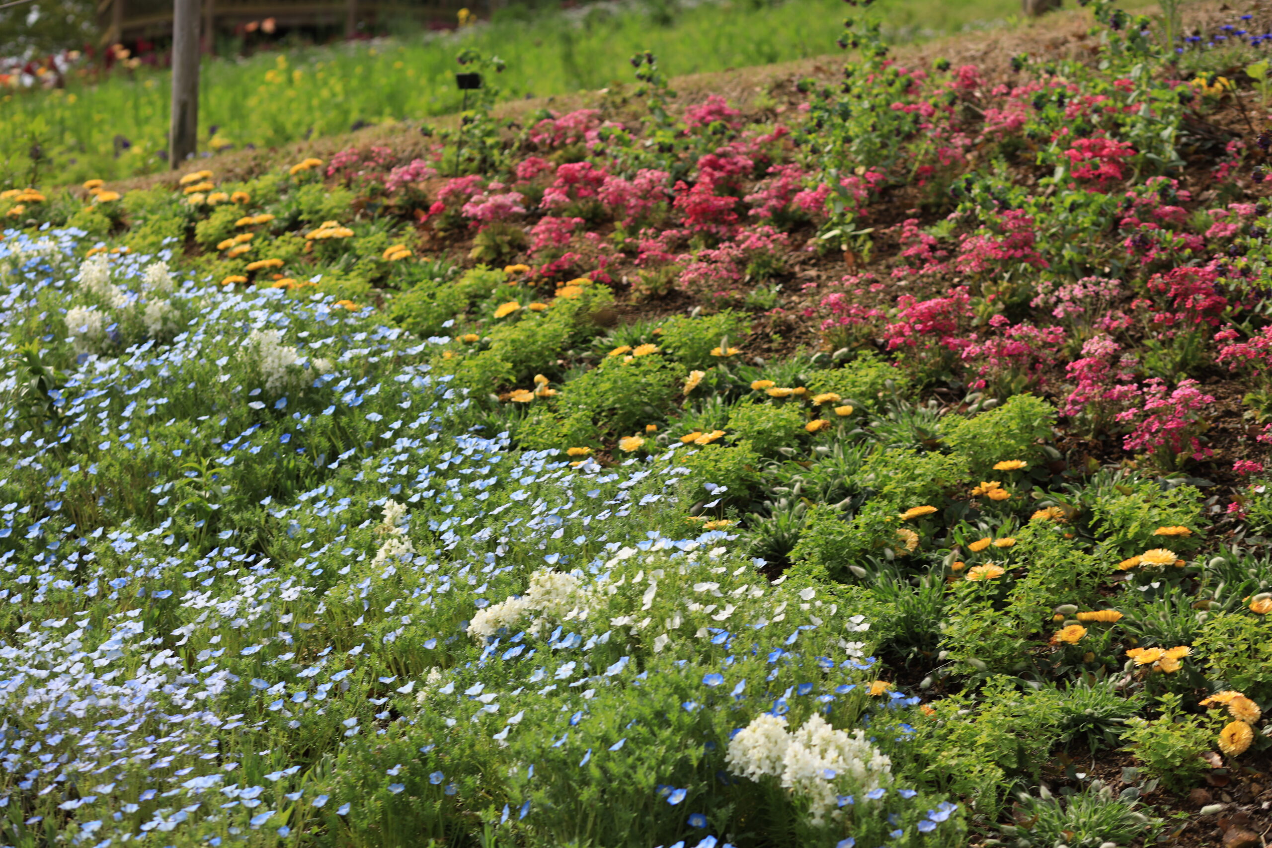 Colorful spring flower beds in blue, orange, and pink