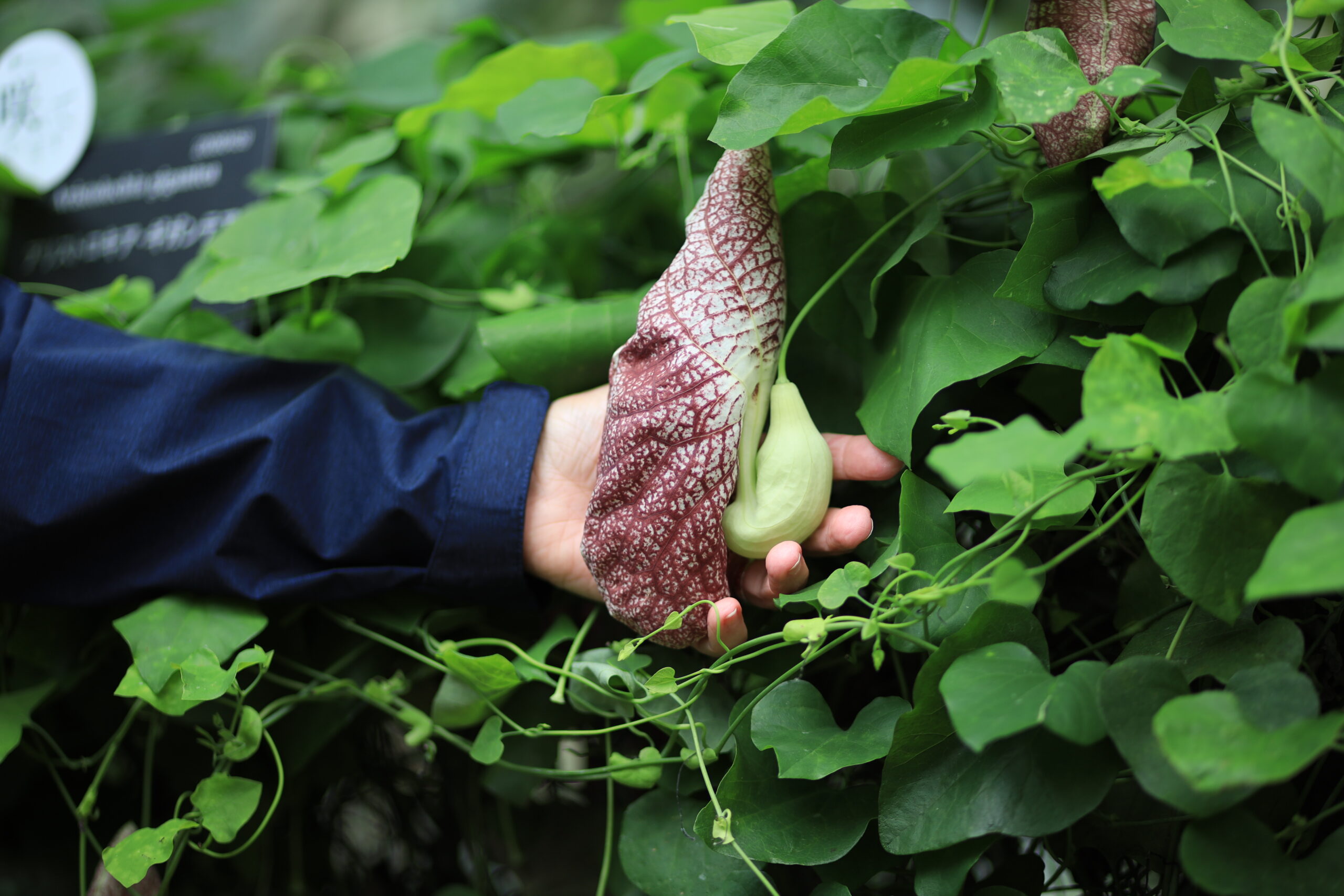 Visitors exploring Dr. Makino's botanical research exhibition