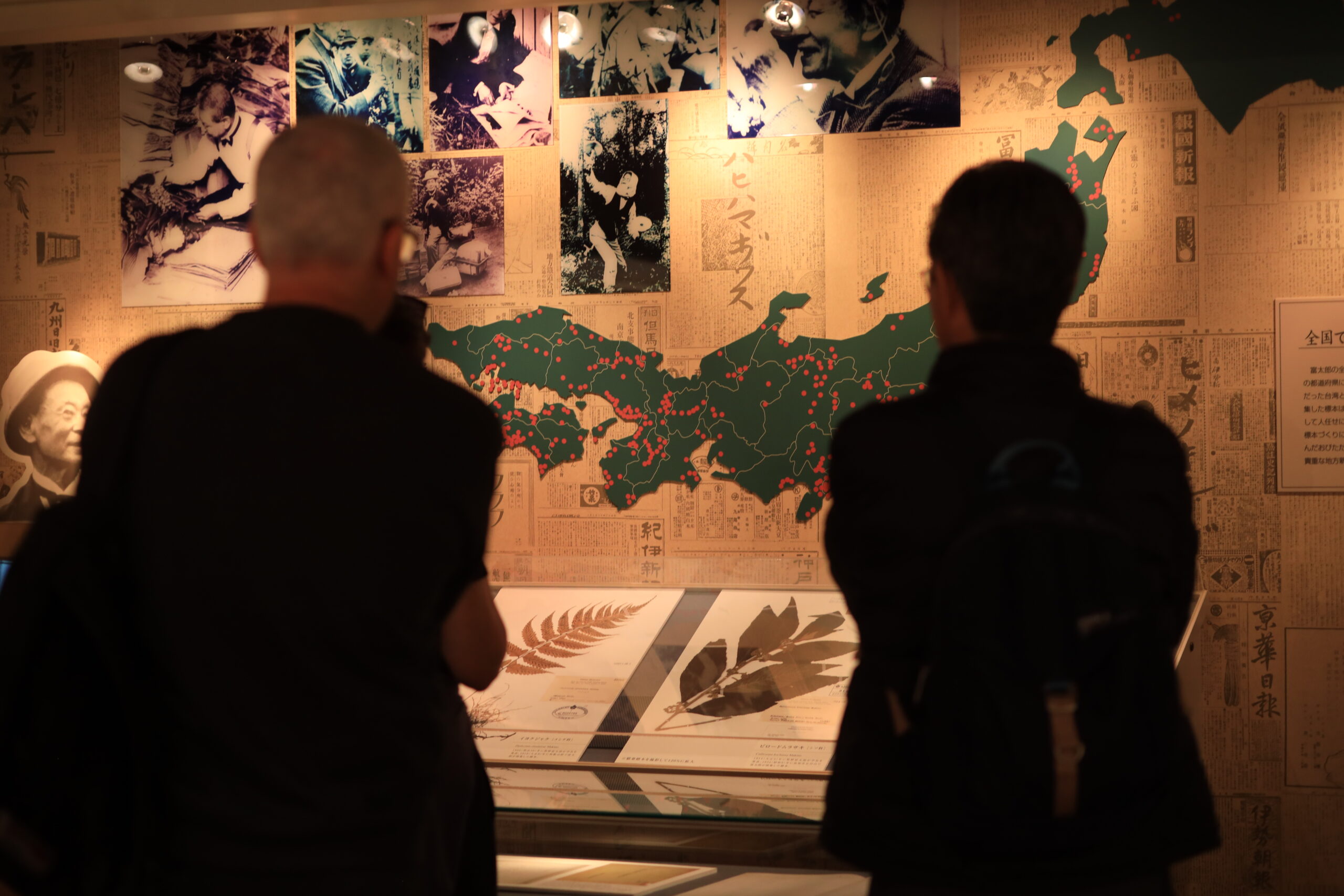 Orange higanbana spider lily close-up