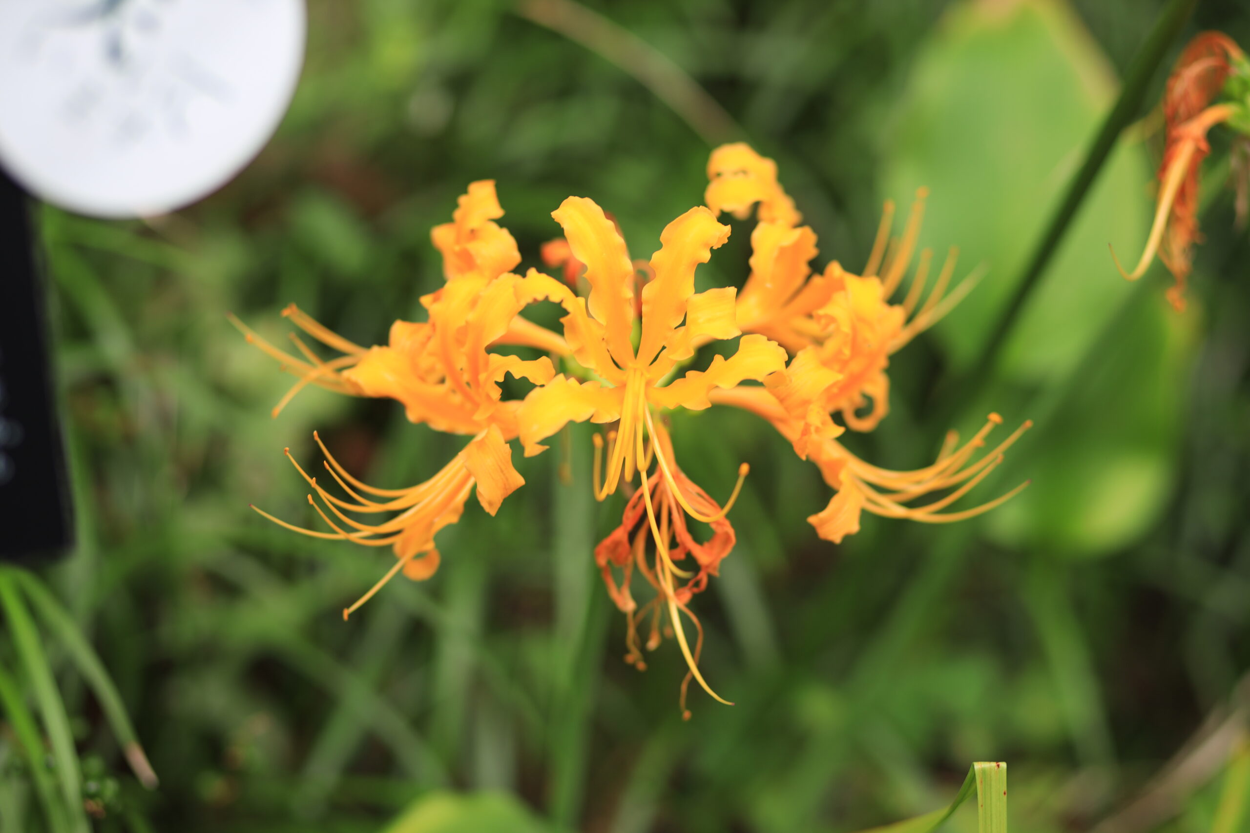 Visitor exploring museum exhibits about Dr. Makino