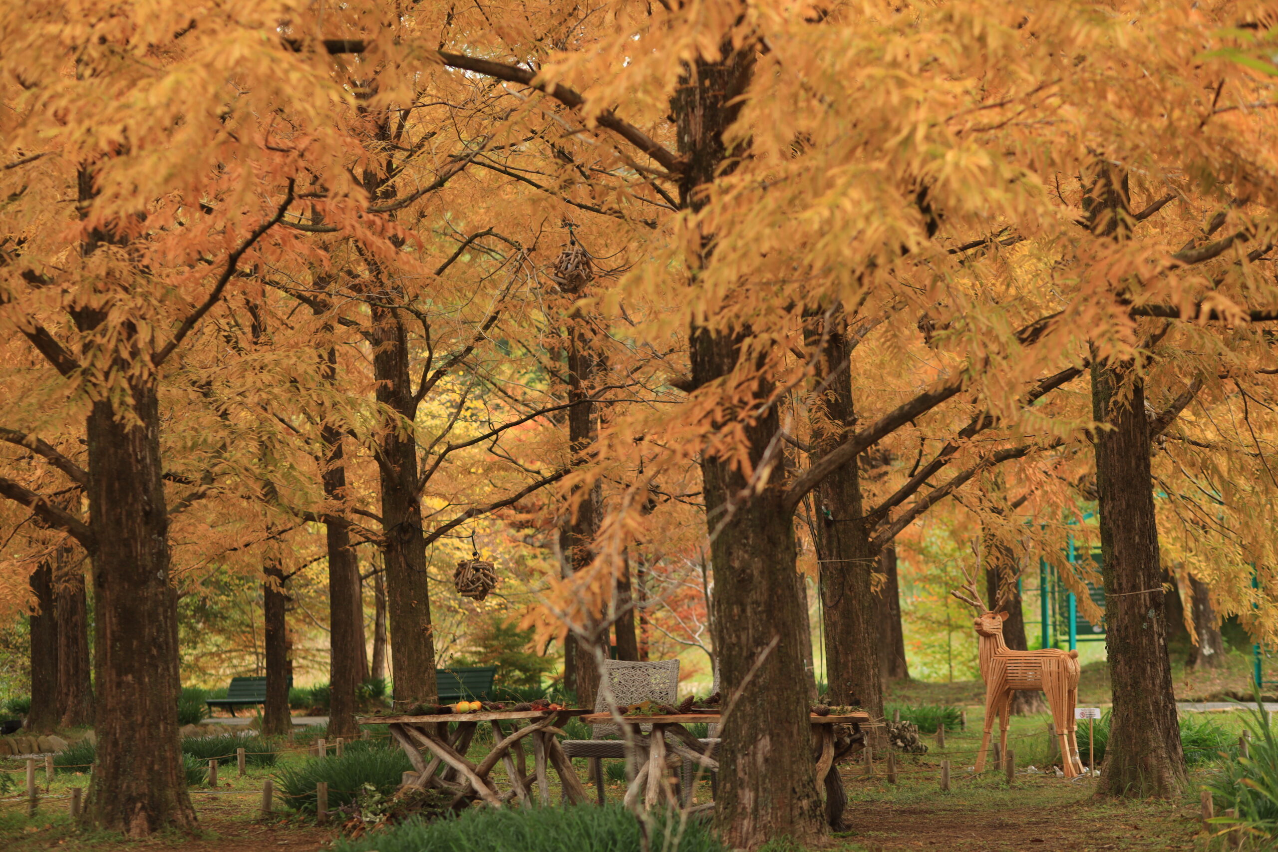Golden trees reflecting autumn colors