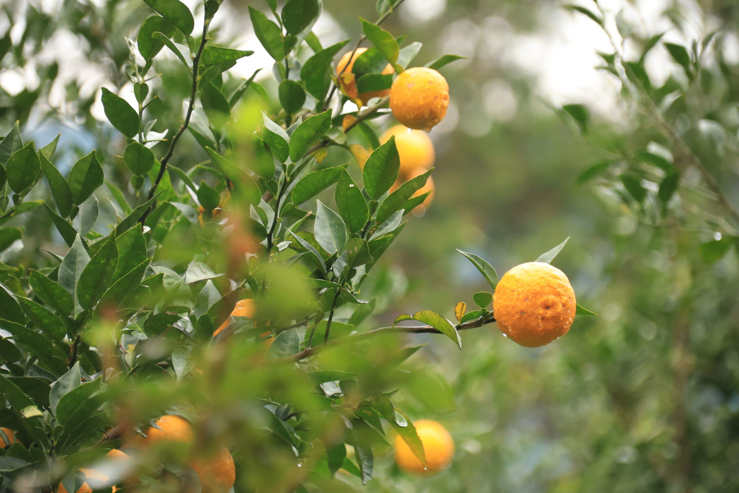 Yuzu citrus trees in the garden
