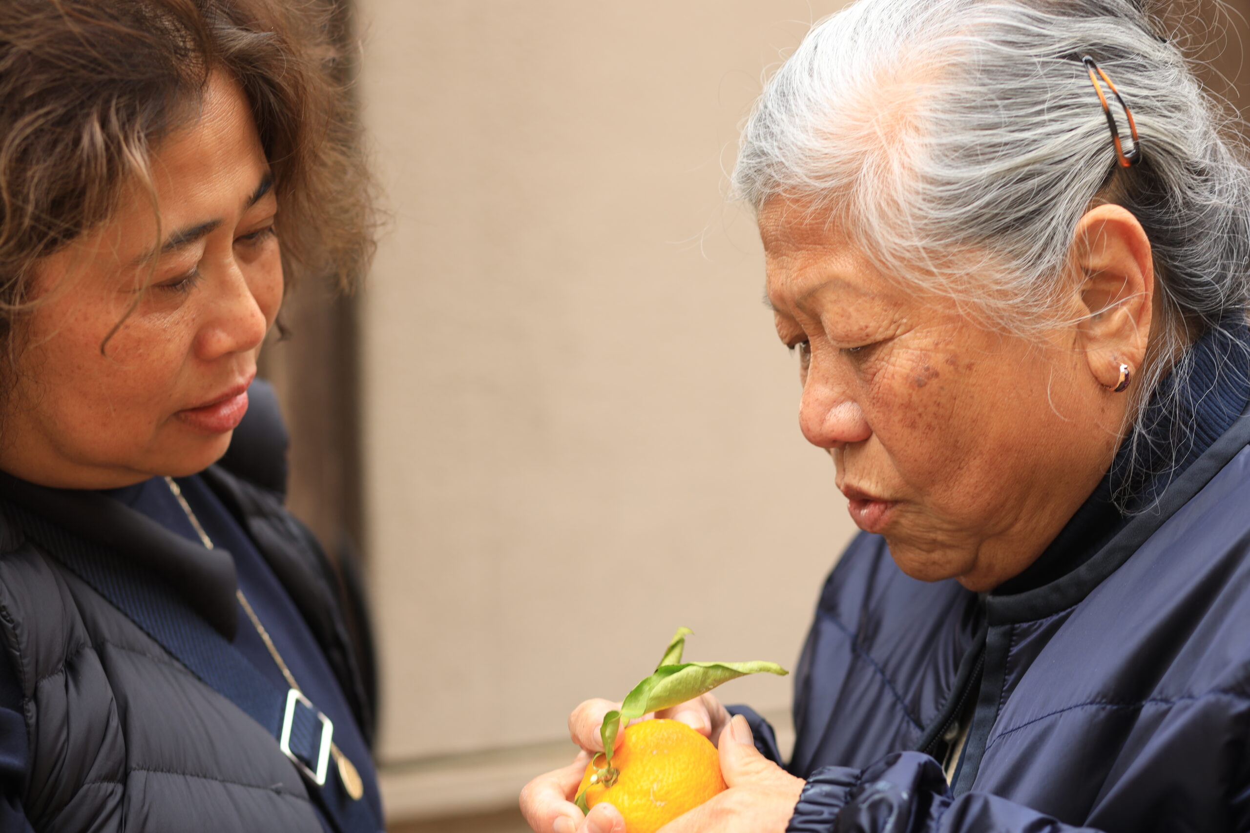 Examining fresh yuzu fruit