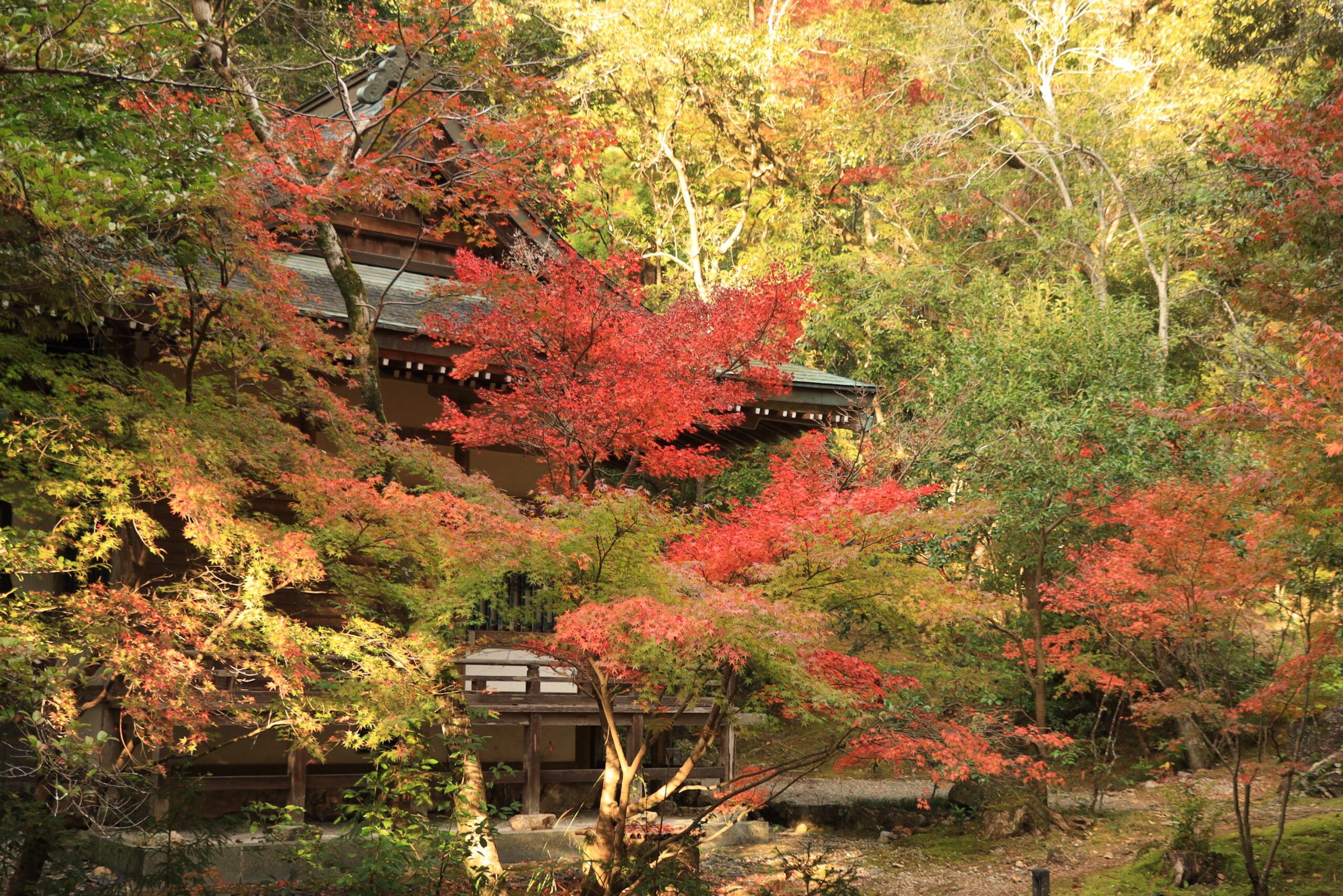 Chikurinji Temple surrounded by lush greenery