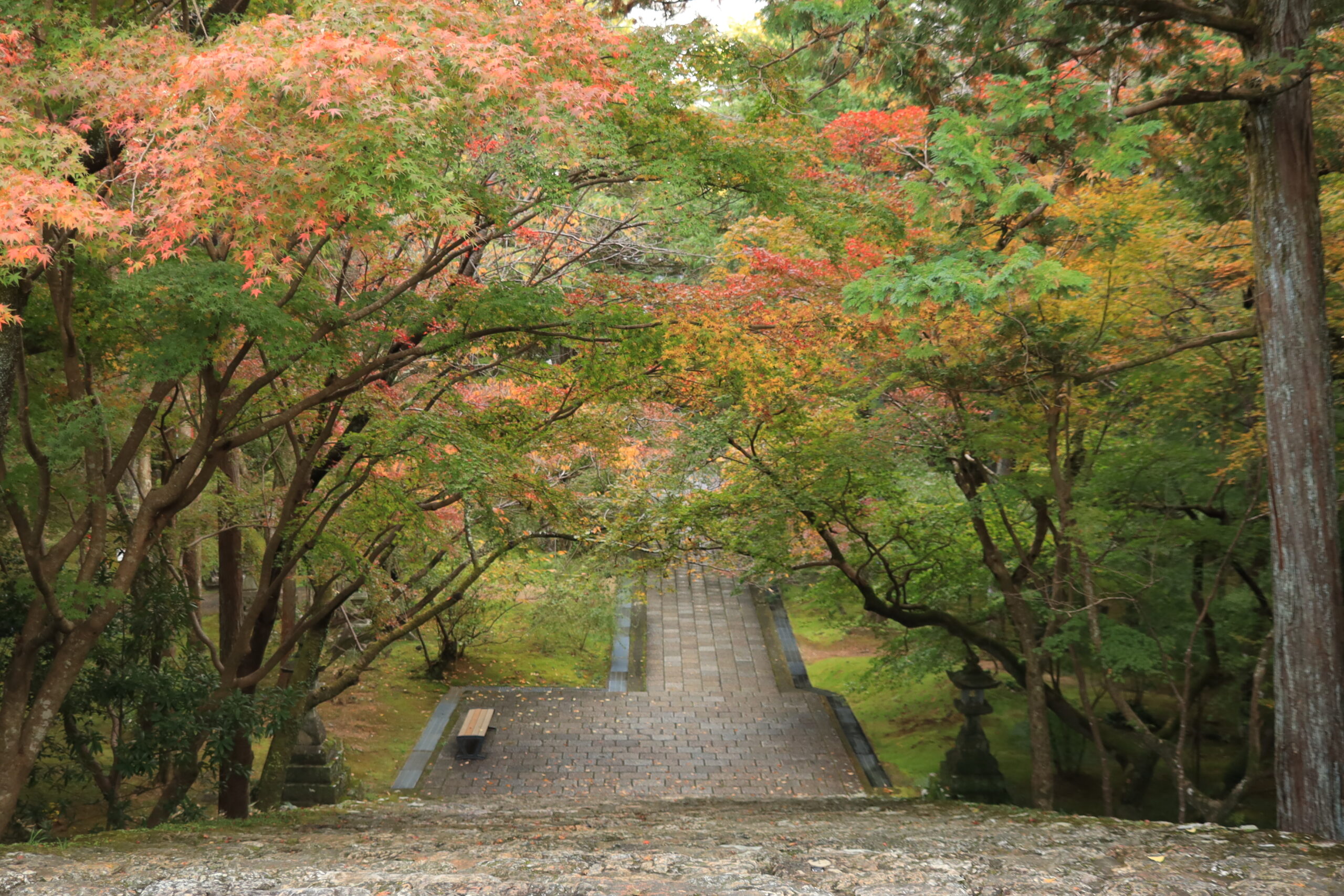 Stone pathway through autumn maple trees at Chikurinji