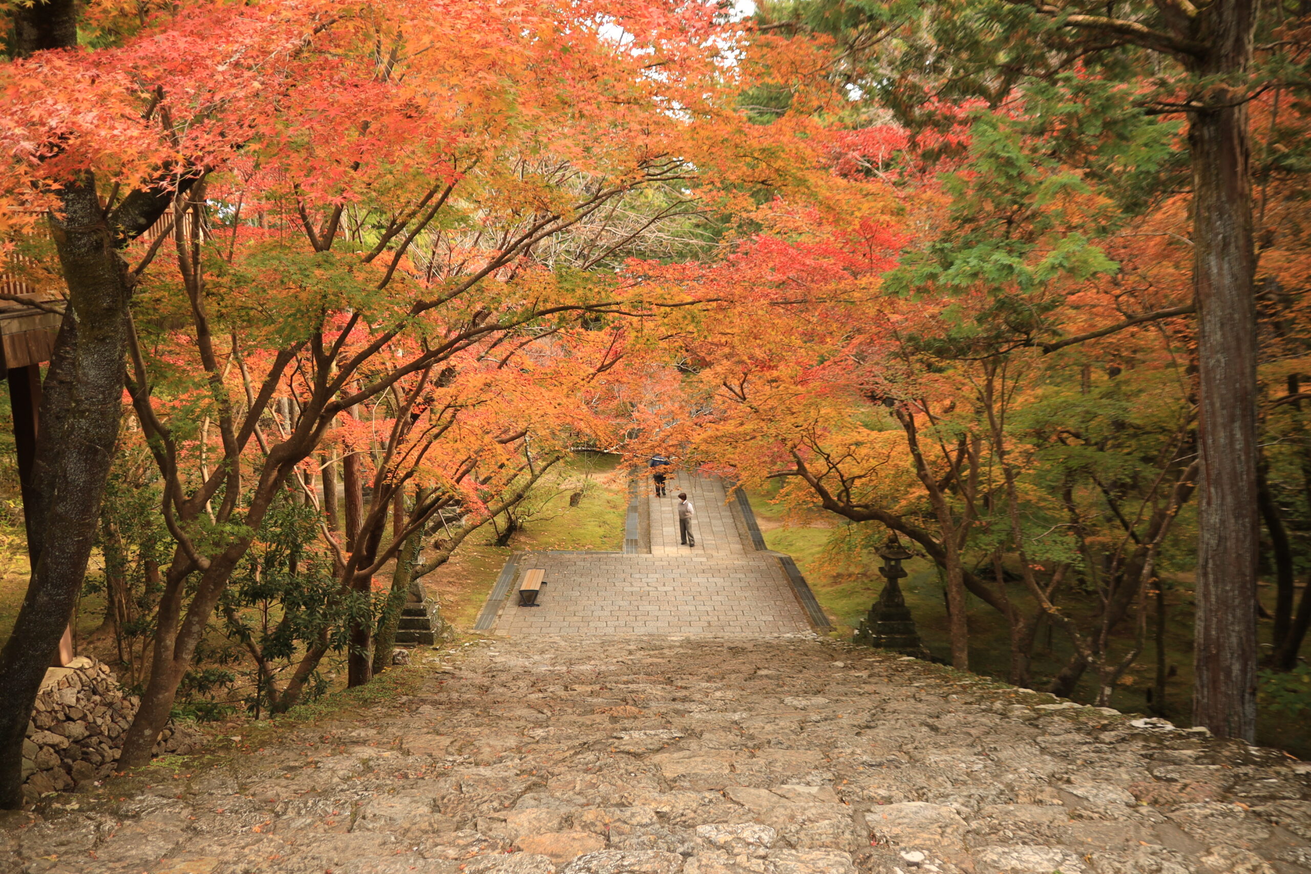 Autumn maple leaves creating colorful tunnel over stone steps at Chikurinji Temple