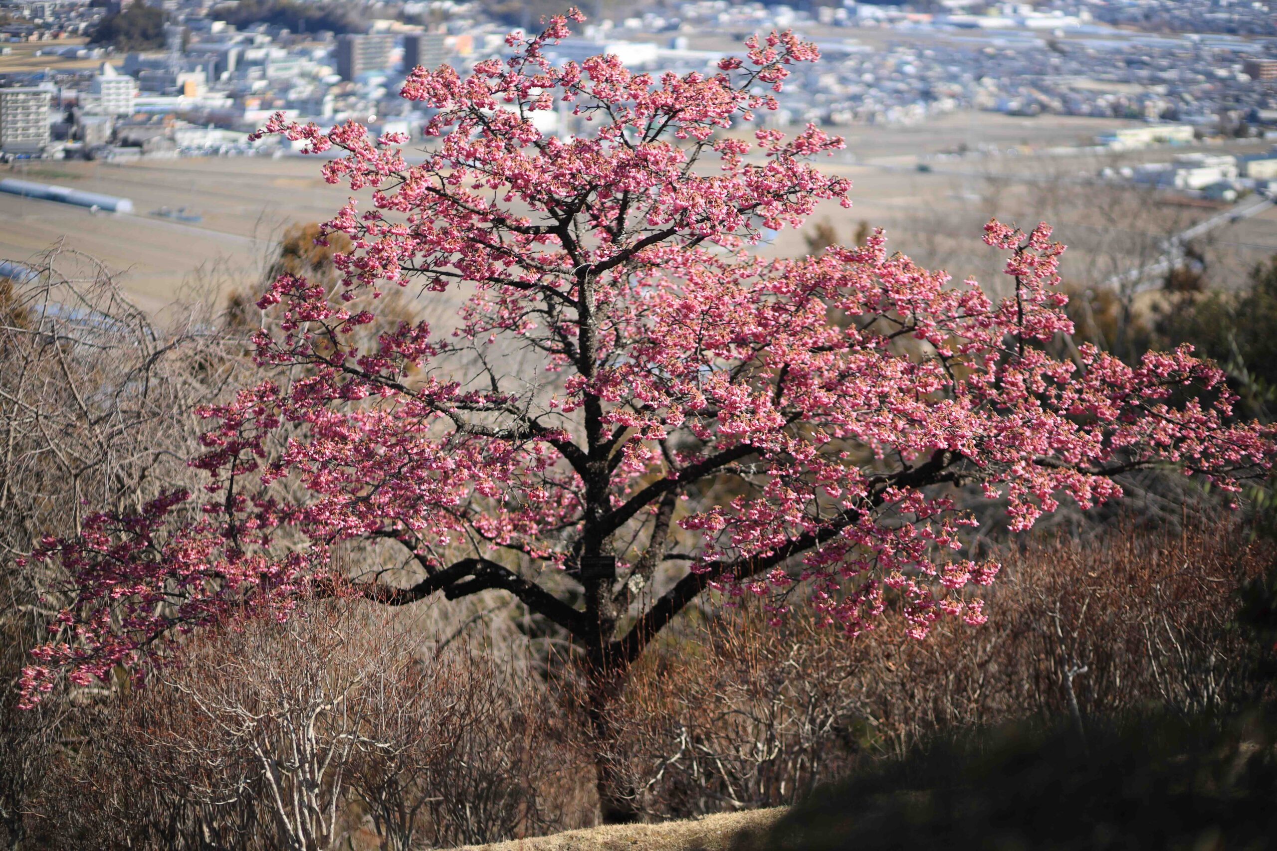 Early blooming kawazu-zakura cherry tree in full pink blossom at Makino Botanical Garden overlooking Kochi city