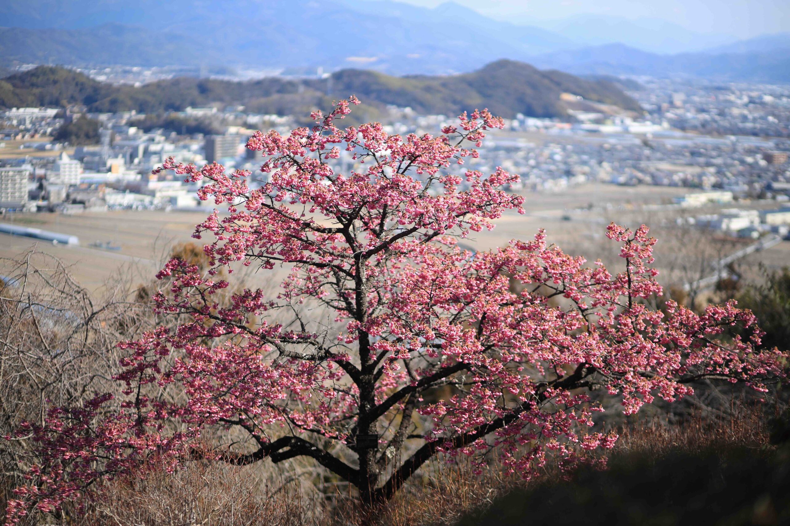 Cherry blossom tree in full bloom overlooking Kochi city