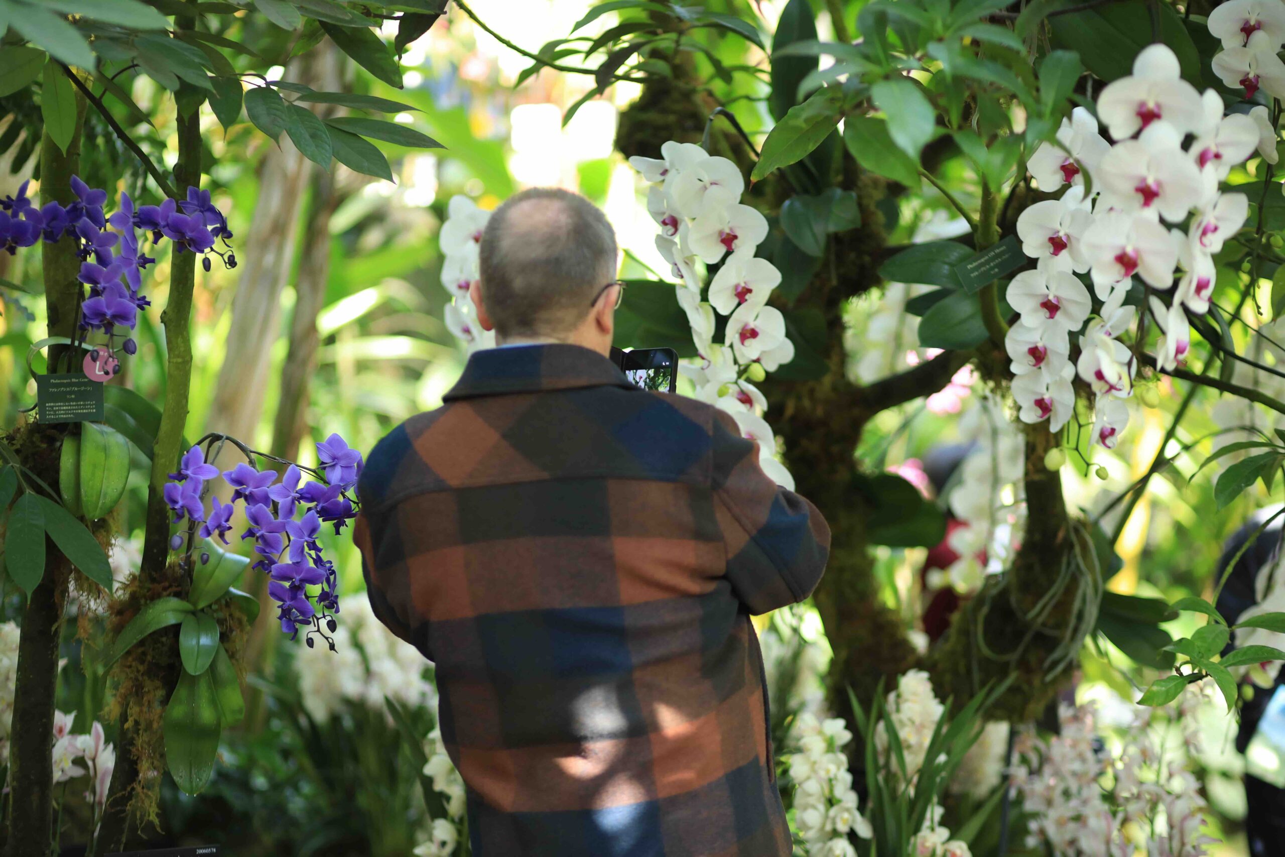 Visitor photographing purple and white orchids inside Makino Botanical Garden greenhouse