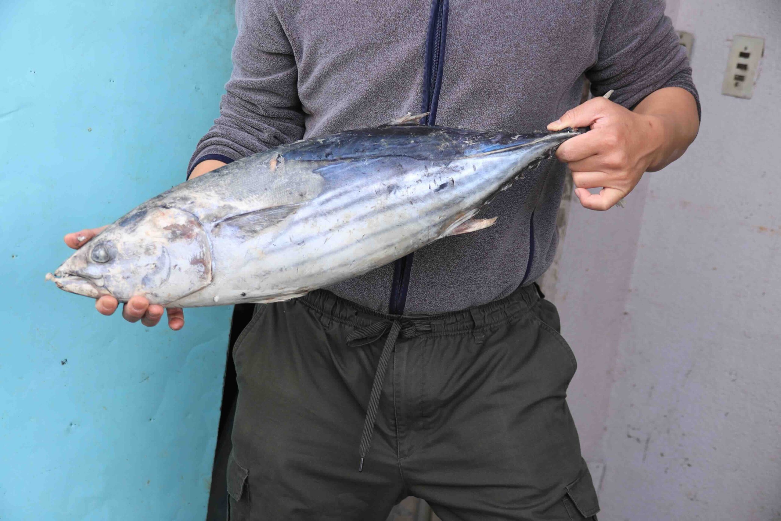 Fresh bonito fish in Kochi