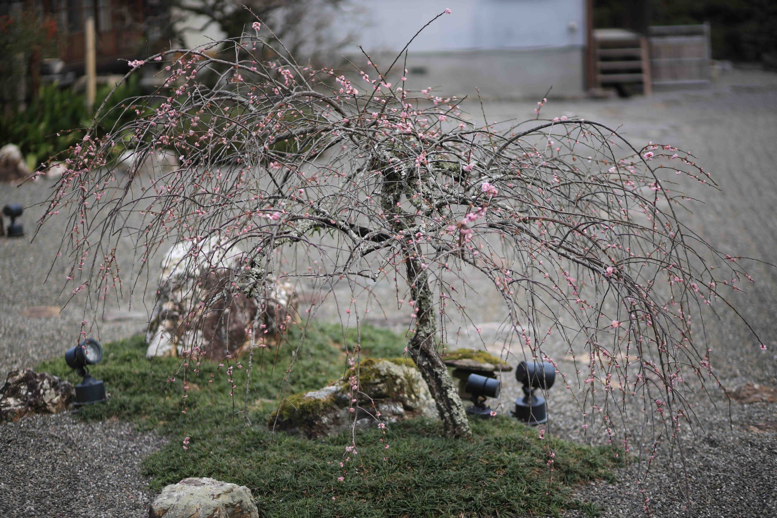 Weeping plum tree with soft pink blossoms in a Japanese garden