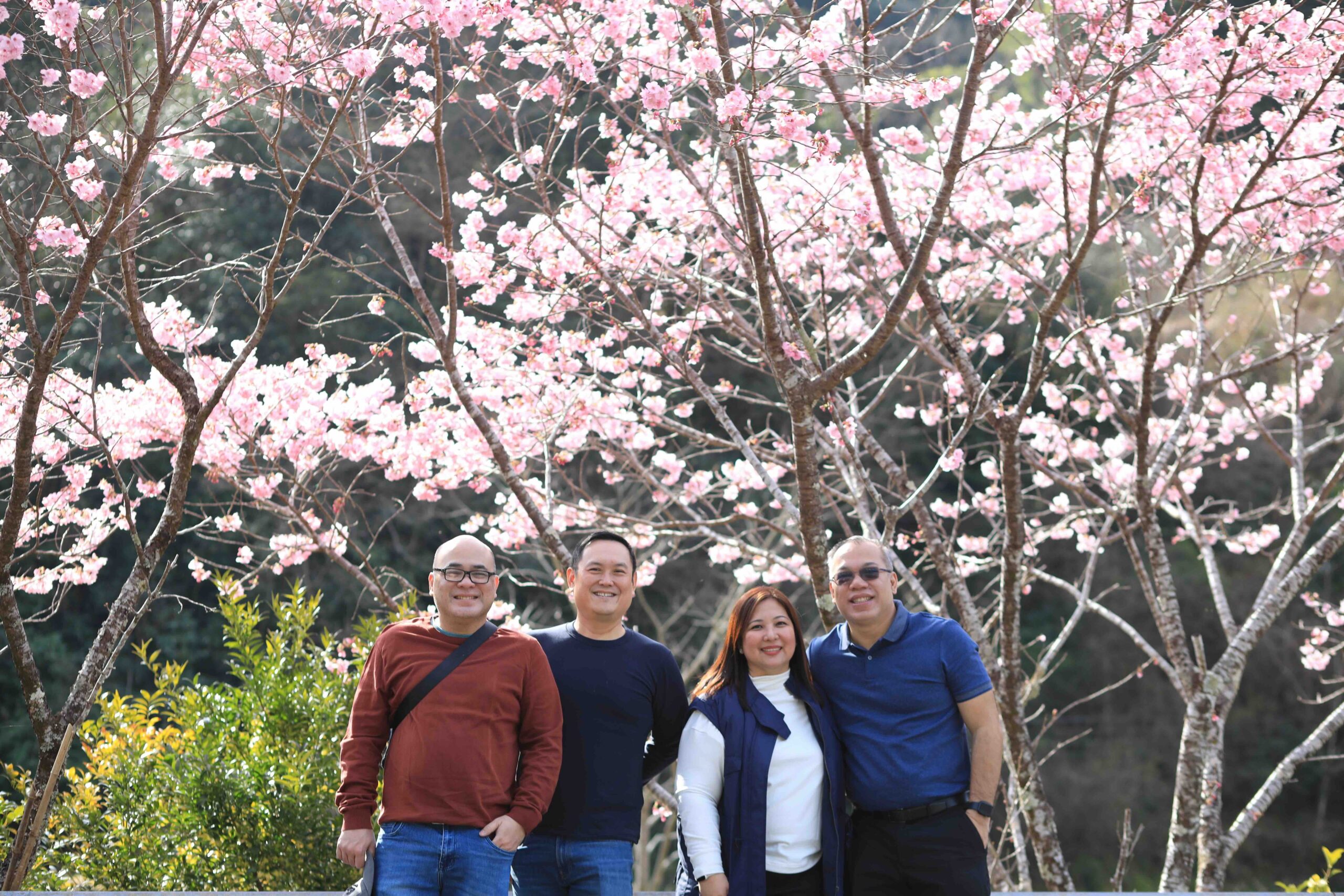 Guests standing under fully bloomed cherry blossom trees in Kochi