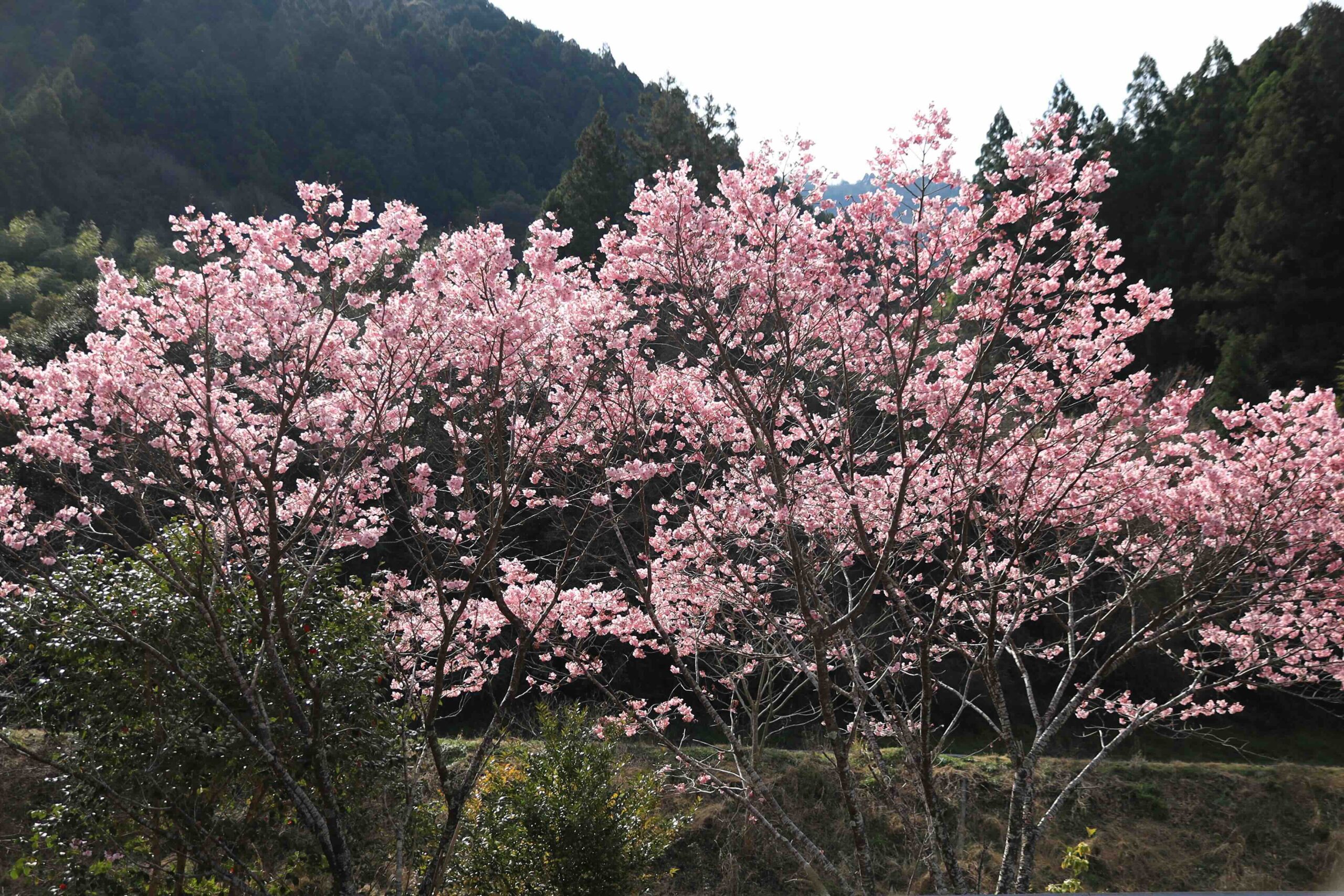 Kawazu zakura early cherry blossom trees in the Kochi countryside