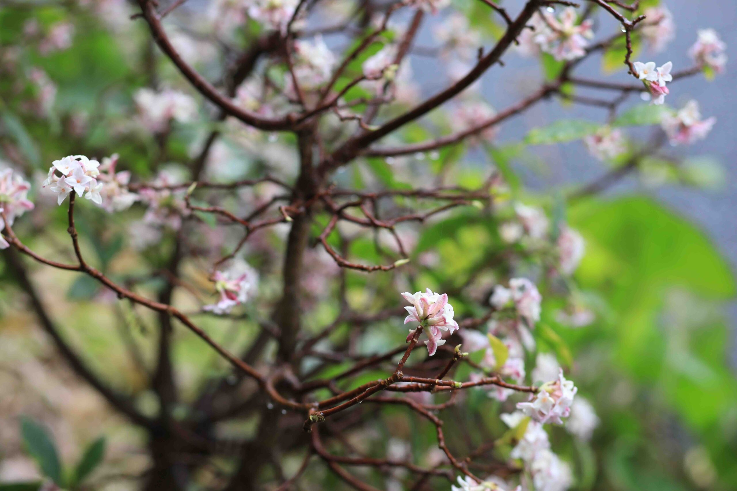 Small wild spring blossoms on twisted branches in the Kochi countryside