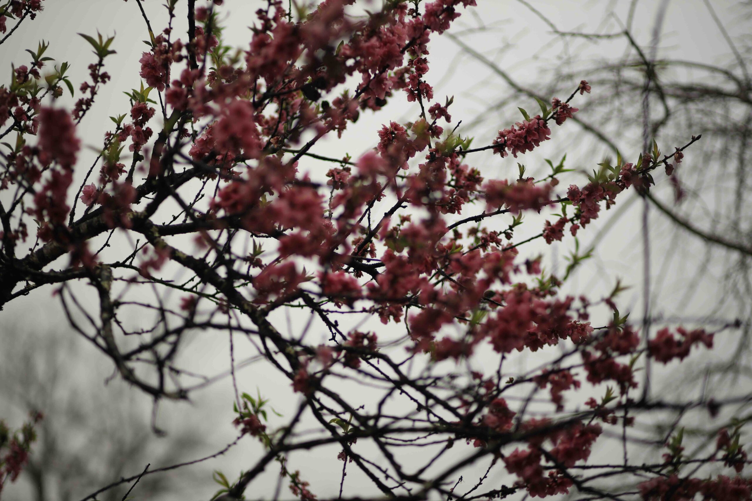 Deep pink peach blossoms on dark branches in Kochi