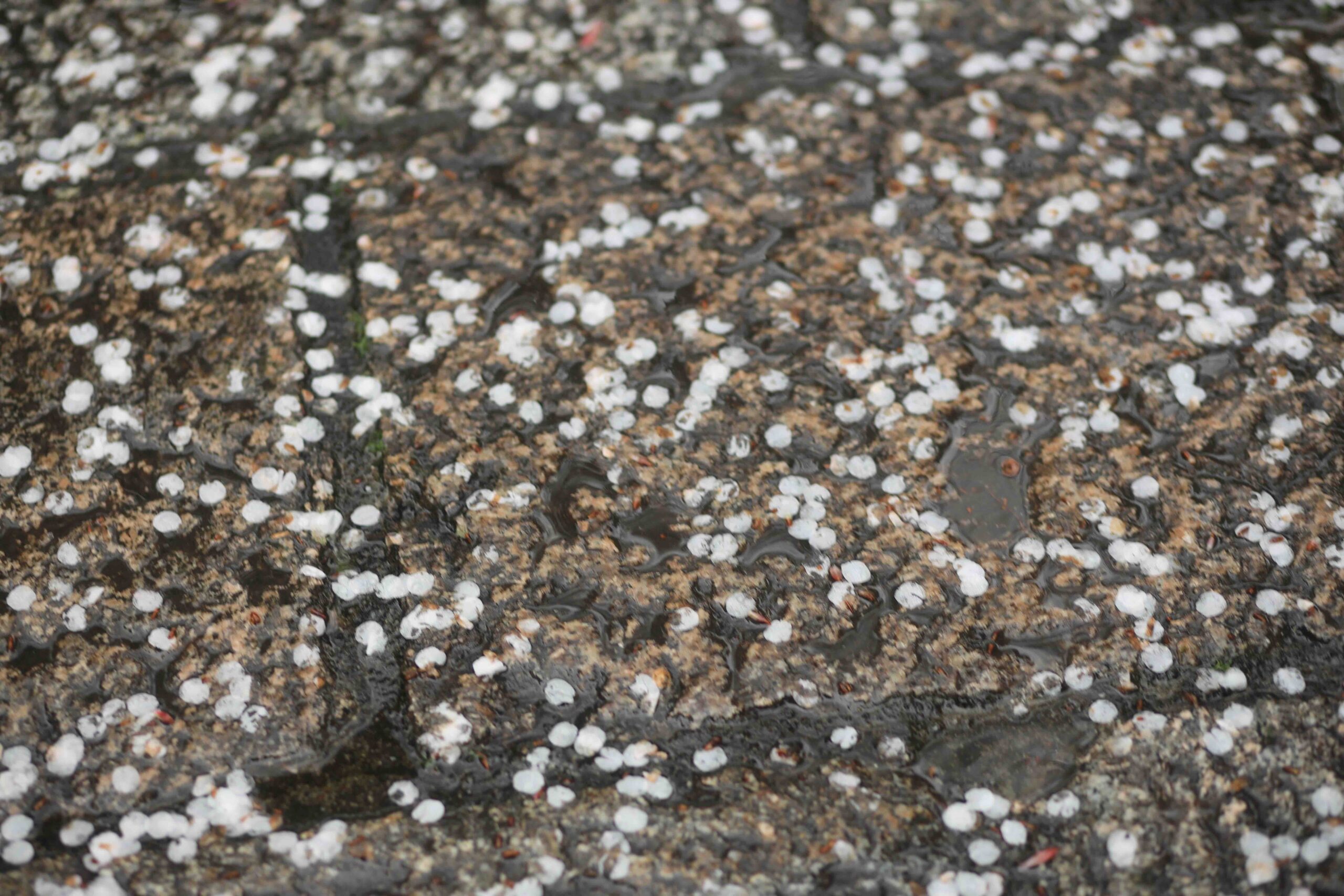 Cherry blossom petals fallen on wet stone path at Chikurinji Temple Kochi