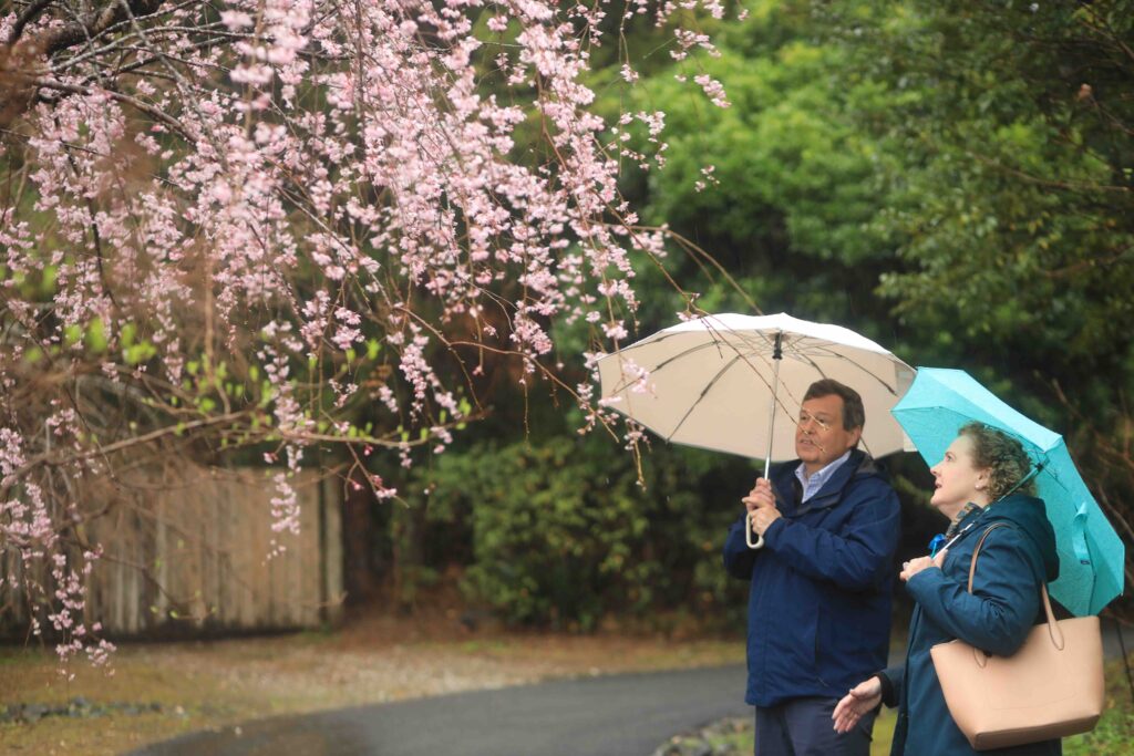 Cherry Blossoms and Kochi Castle: A Rainy Day Tour Worth Every Step