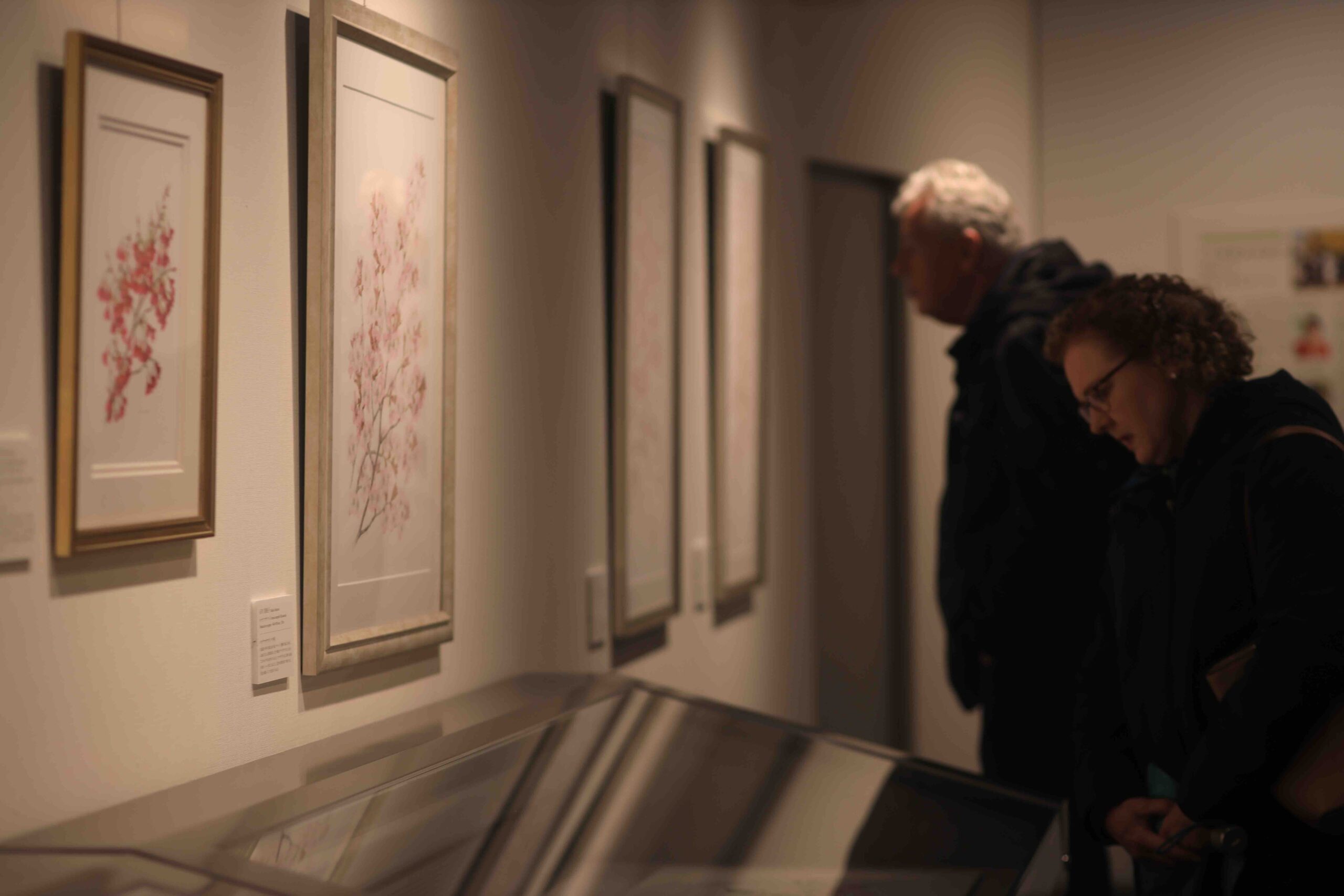 Couple looking up at weeping cherry blossom tree at Makino Botanical Garden Kochi