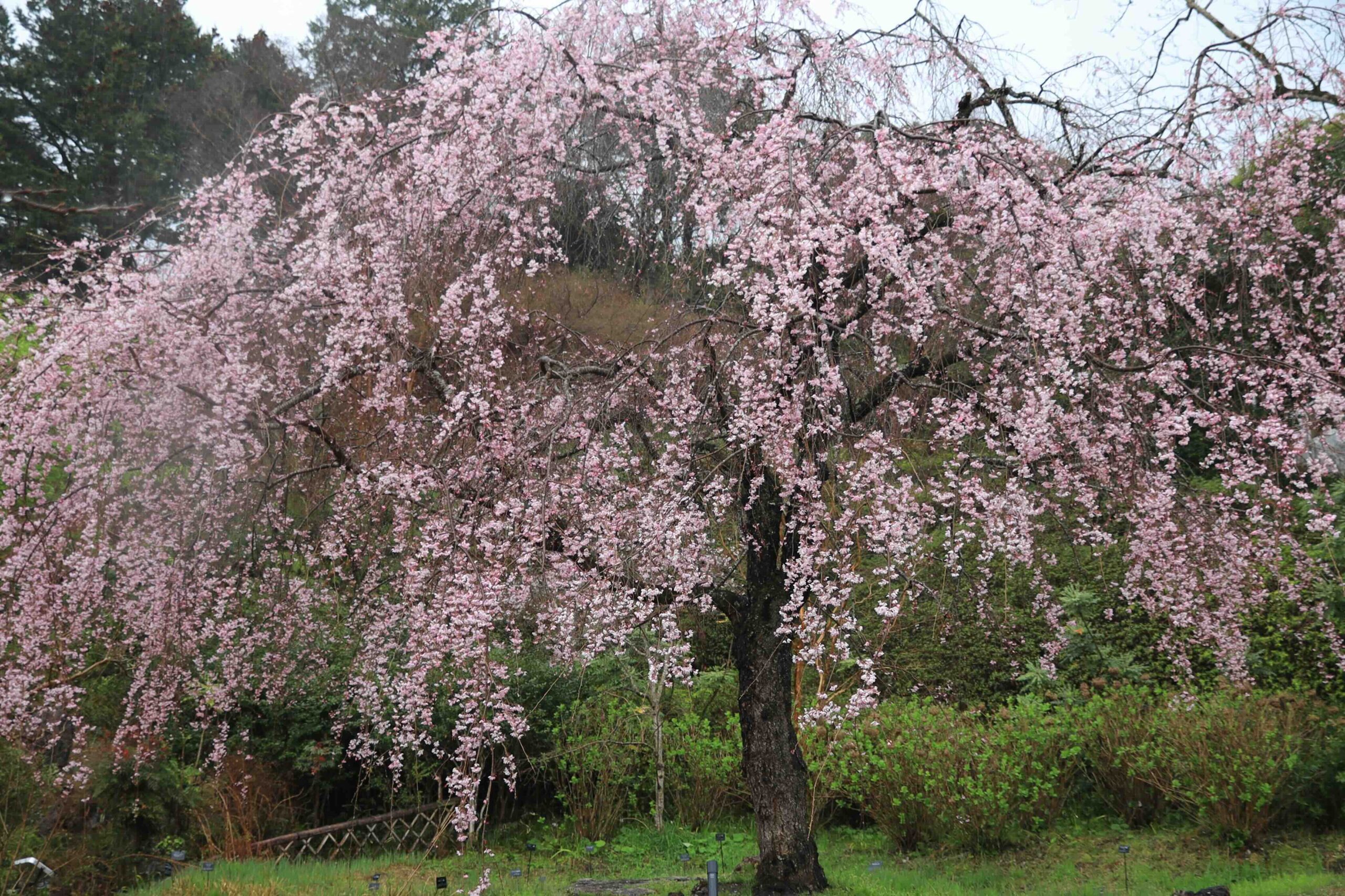 Weeping cherry blossom tree in full bloom at Makino Botanical Garden Kochi spring