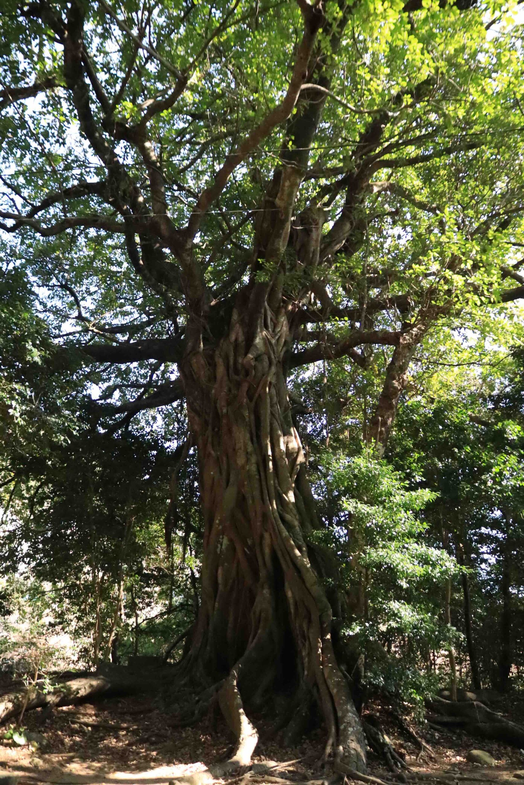 Ancient sacred tree with massive twisted trunk near Matsuo Fishing Harbor in Tosashimizu