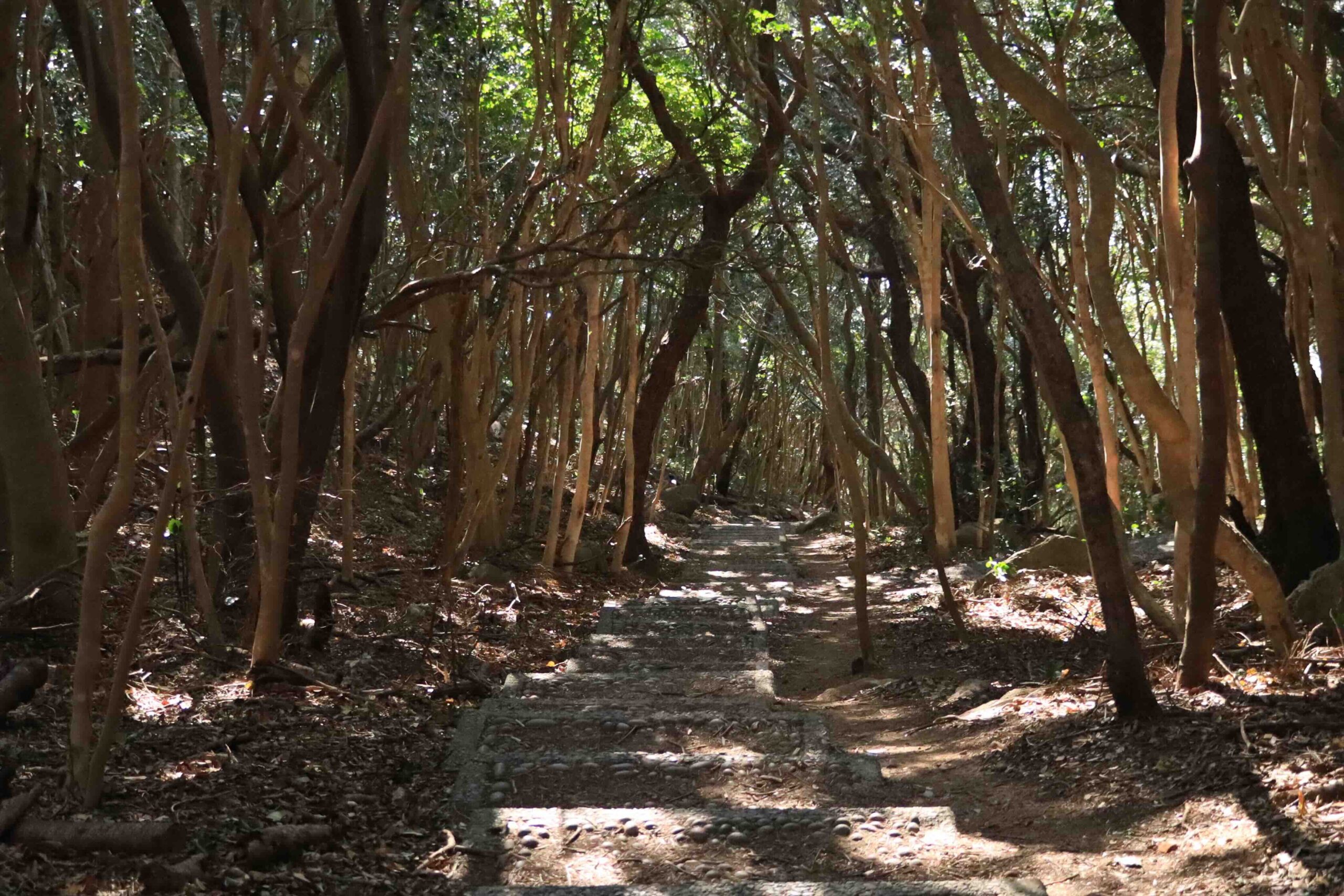 Tree-lined stone path leading through the forest at Ryugu Shrine