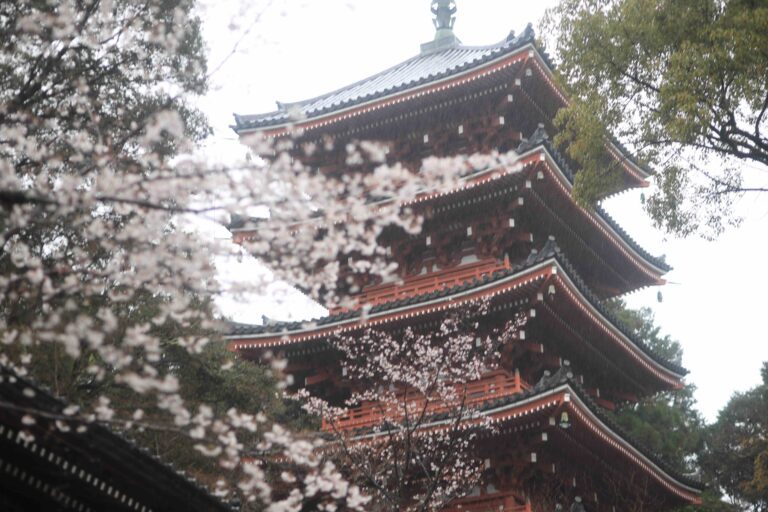 How to Visit Chikurinji Temple: A Complete Guide for Kochi Shore Excursion