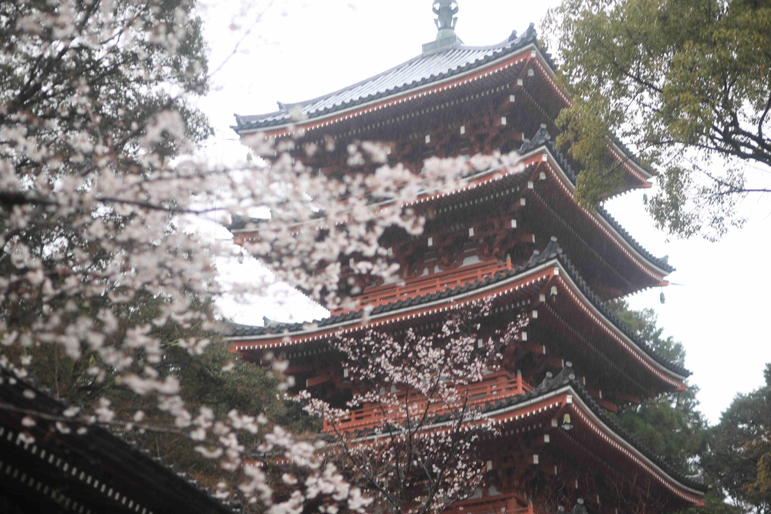 Five-story pagoda at Chikurinji Temple seen through cherry blossom branches in spring