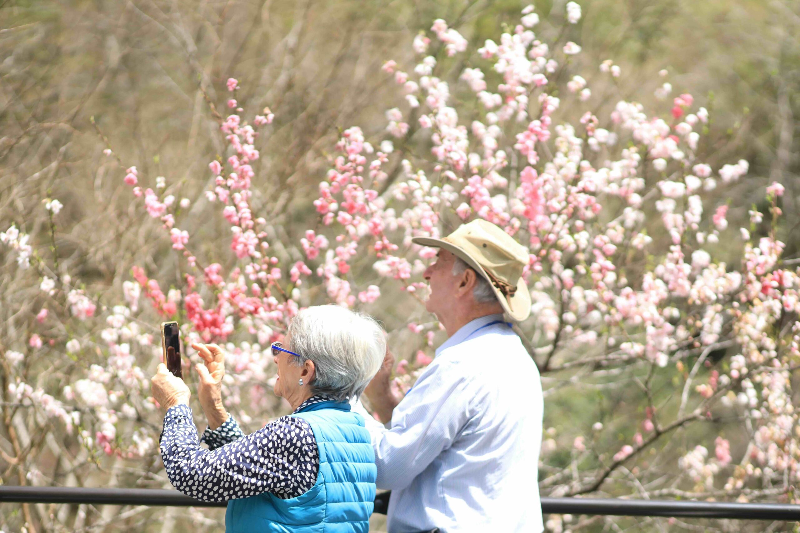 Visitors photographing cherry blossoms and peach blossoms in full bloom along the Niyodo River
