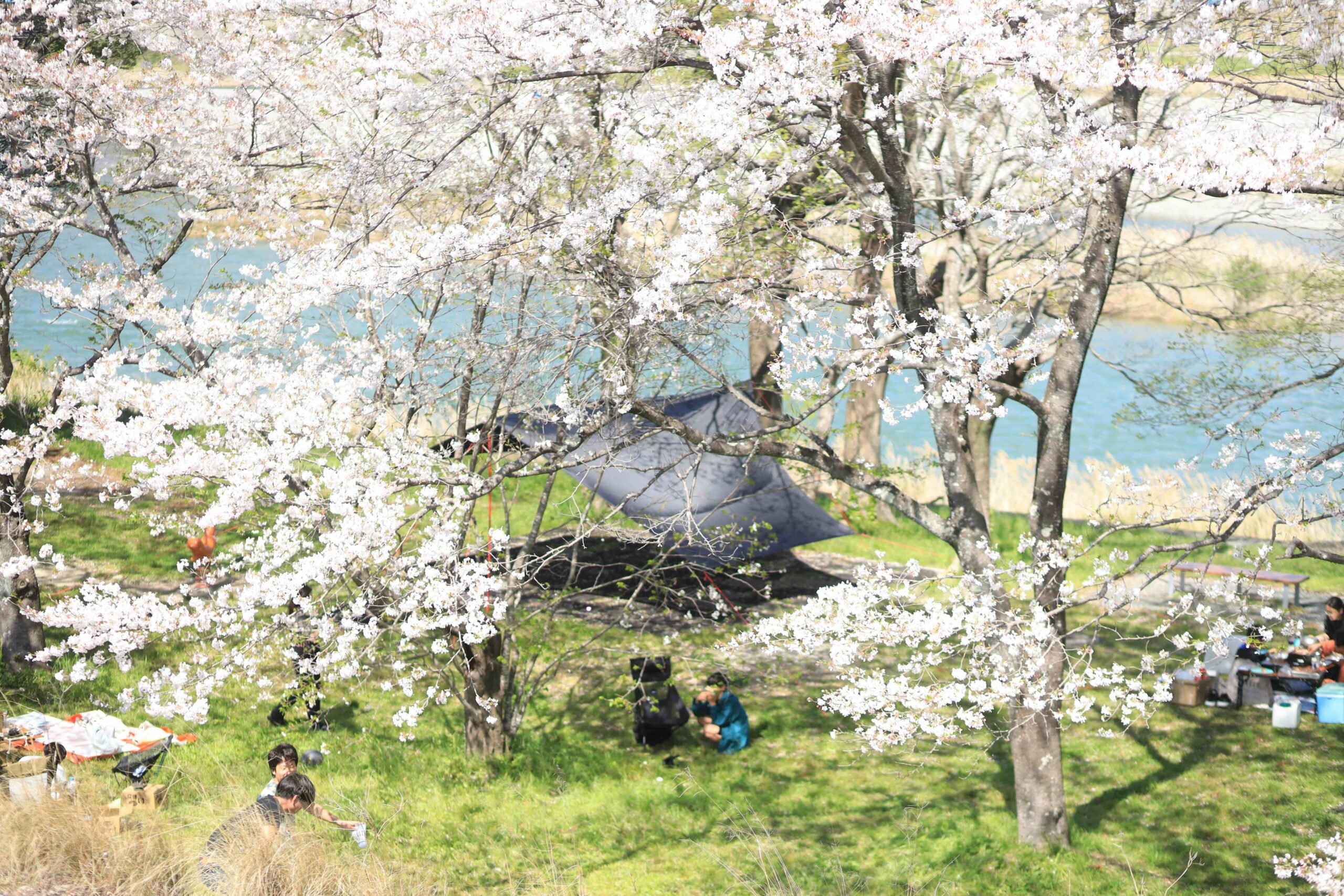 Cherry blossom trees in full bloom along the Niyodo River with local families enjoying hanami picnics