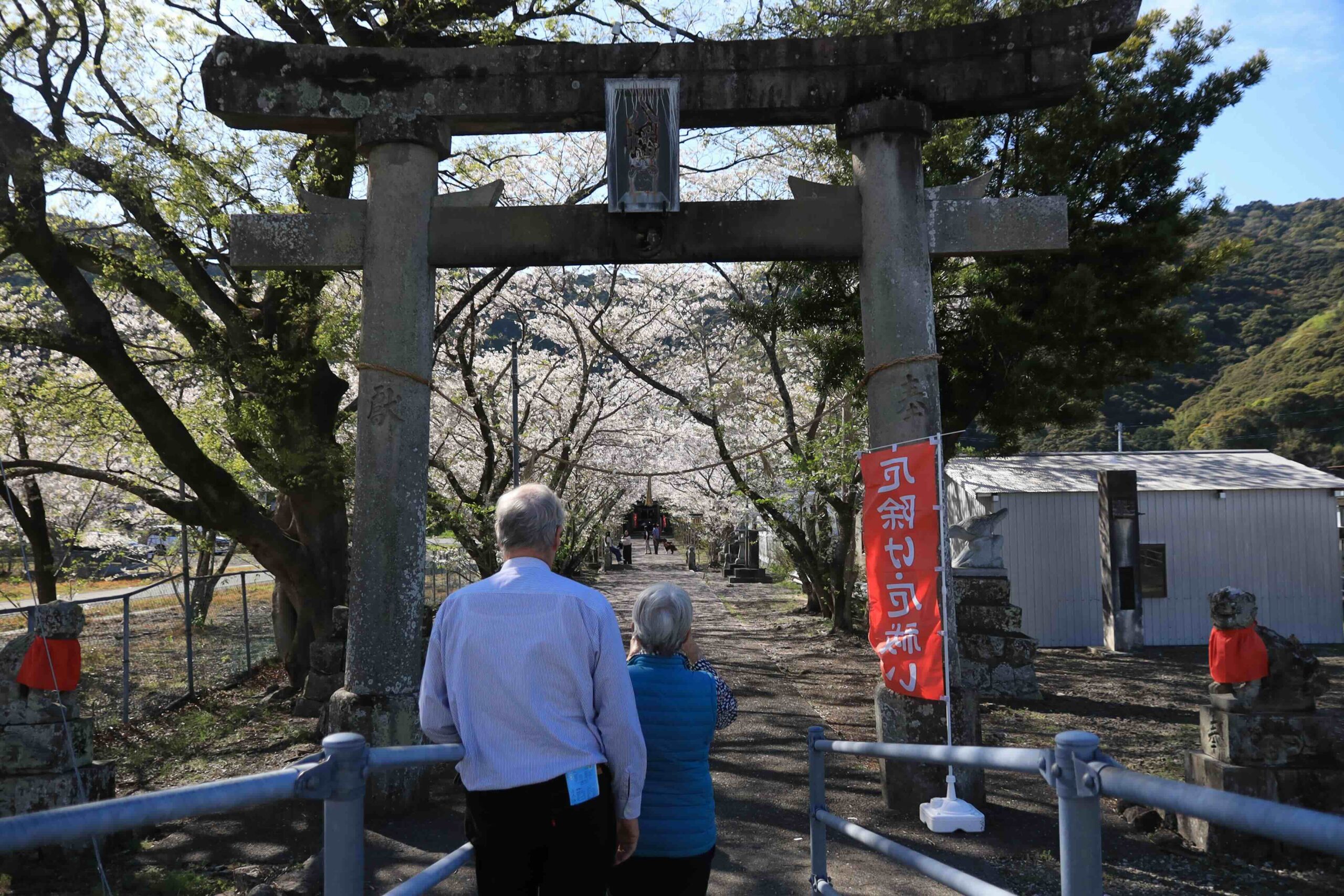 Visitors standing at the torii gate of a Shinto shrine in Usa, Tosa City, surrounded by cherry blossoms