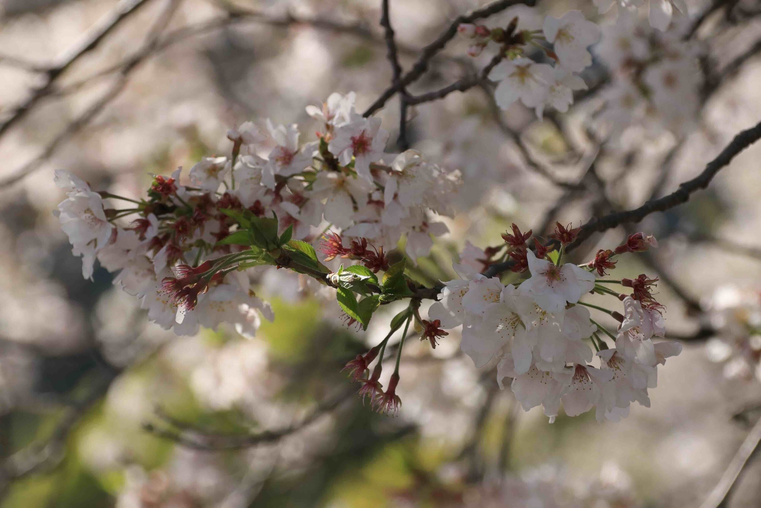 Cherry blossom branch in full bloom against a soft blurred background in Kochi, Japan