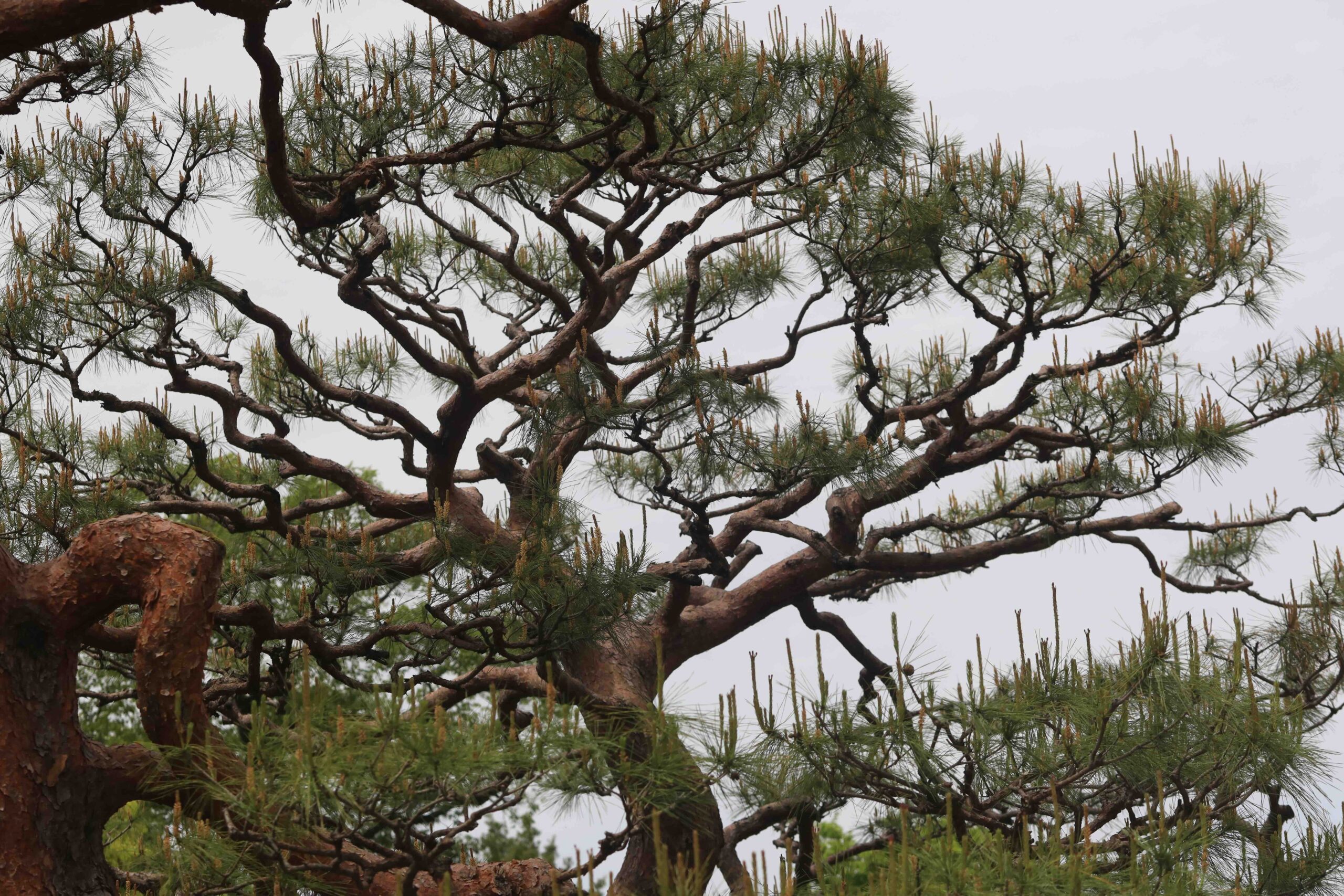 Old Japanese black pine tree at Makino Botanical Garden