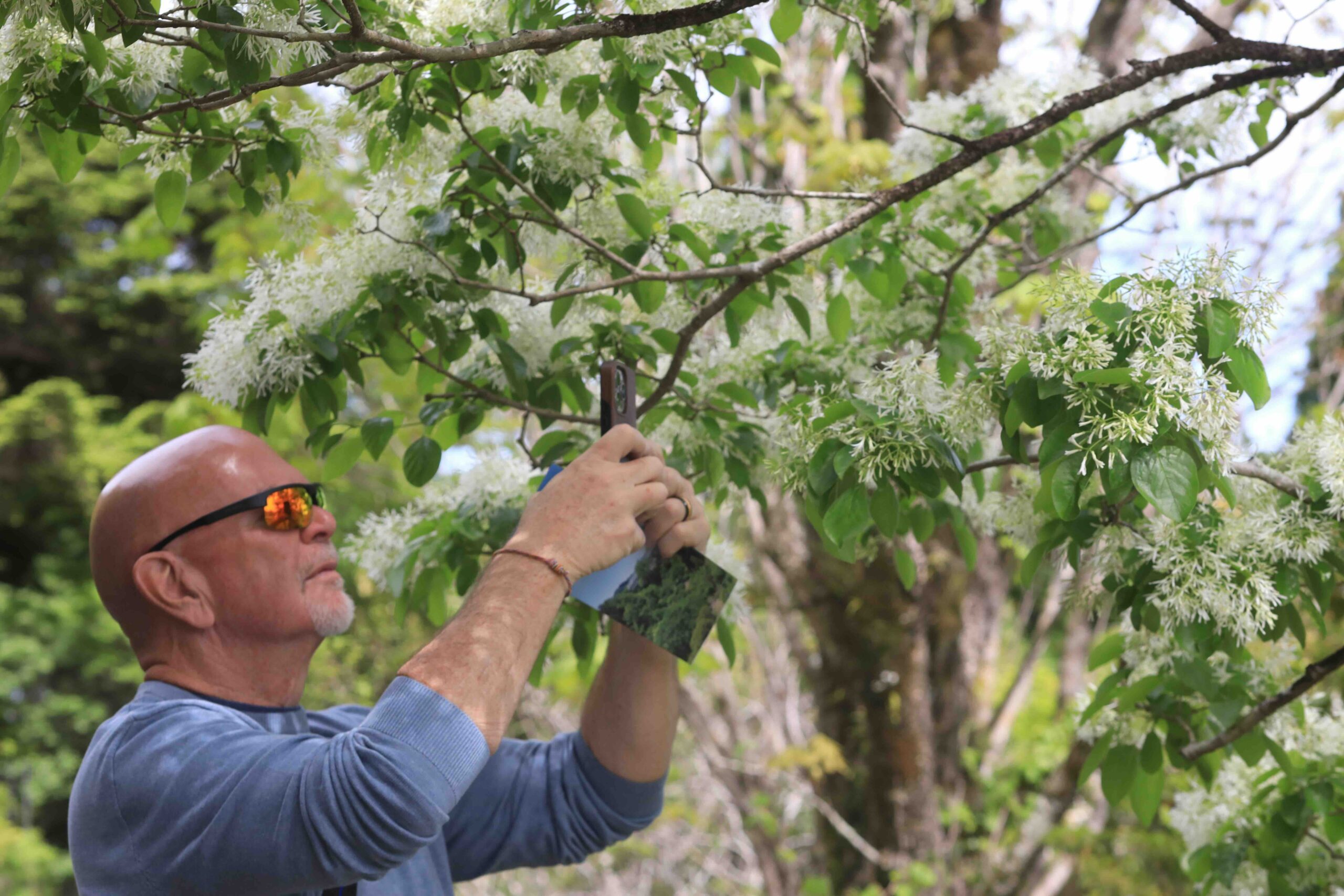 Guest taking a close-up photo of white blossoms at Makino Botanical Garden