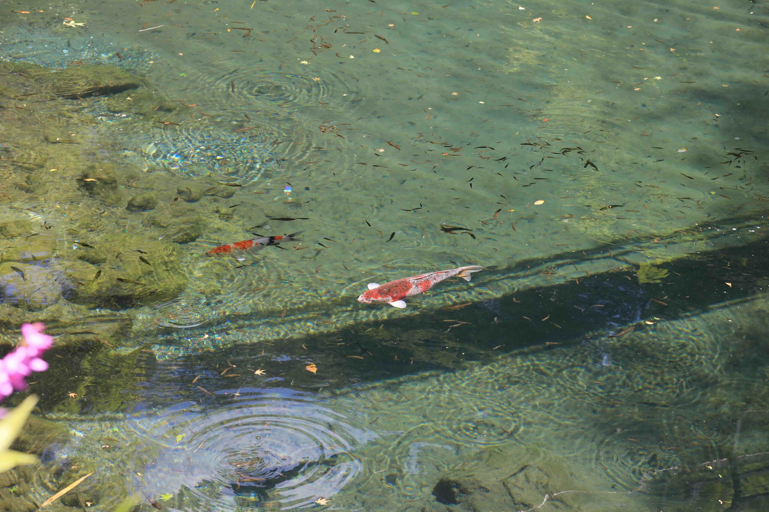 Crystal clear water with koi fish in Tsuno-cho Kochi Japan